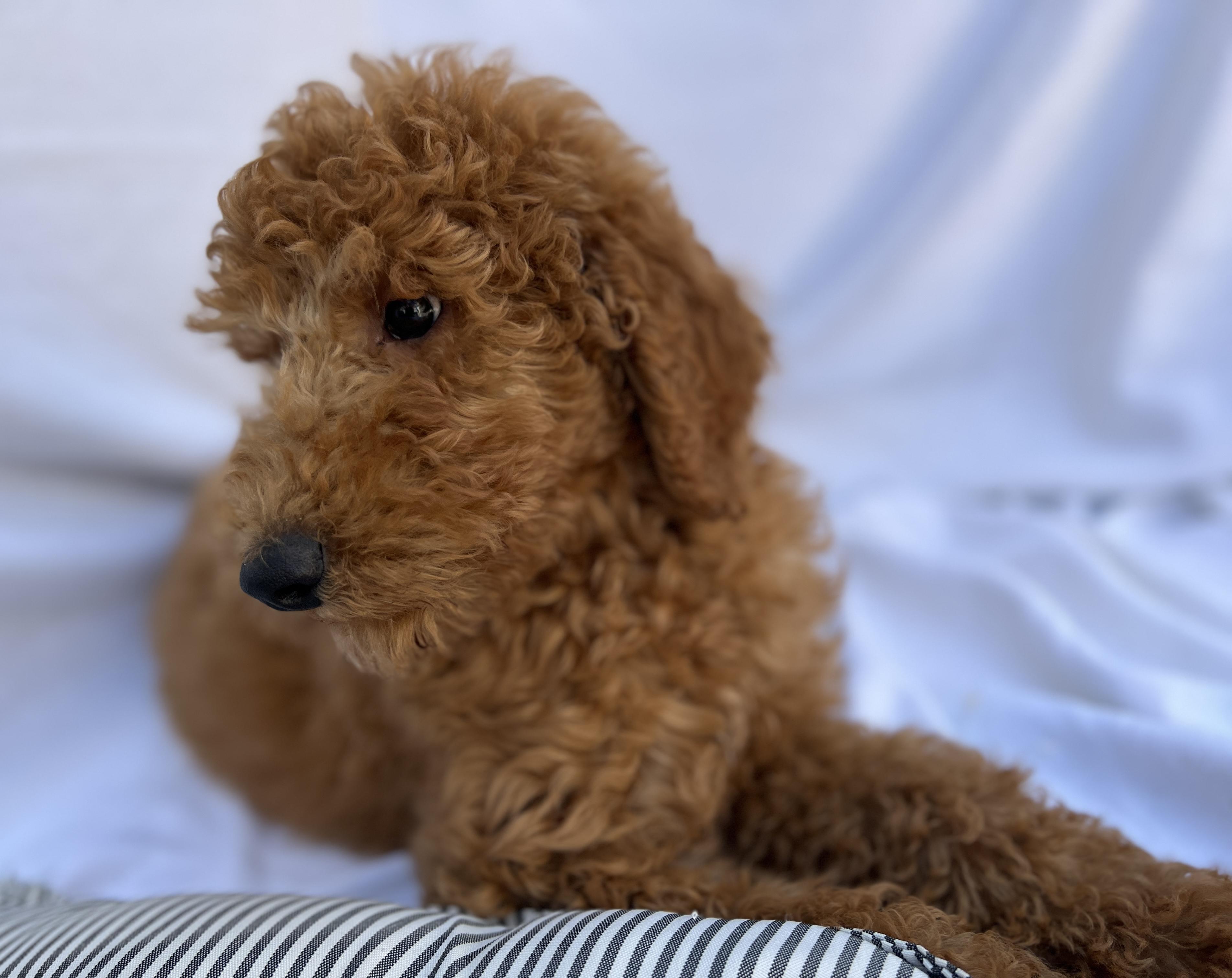 Barry , an adopted Goldendoodle in Hawthorne, CA image 2/6
