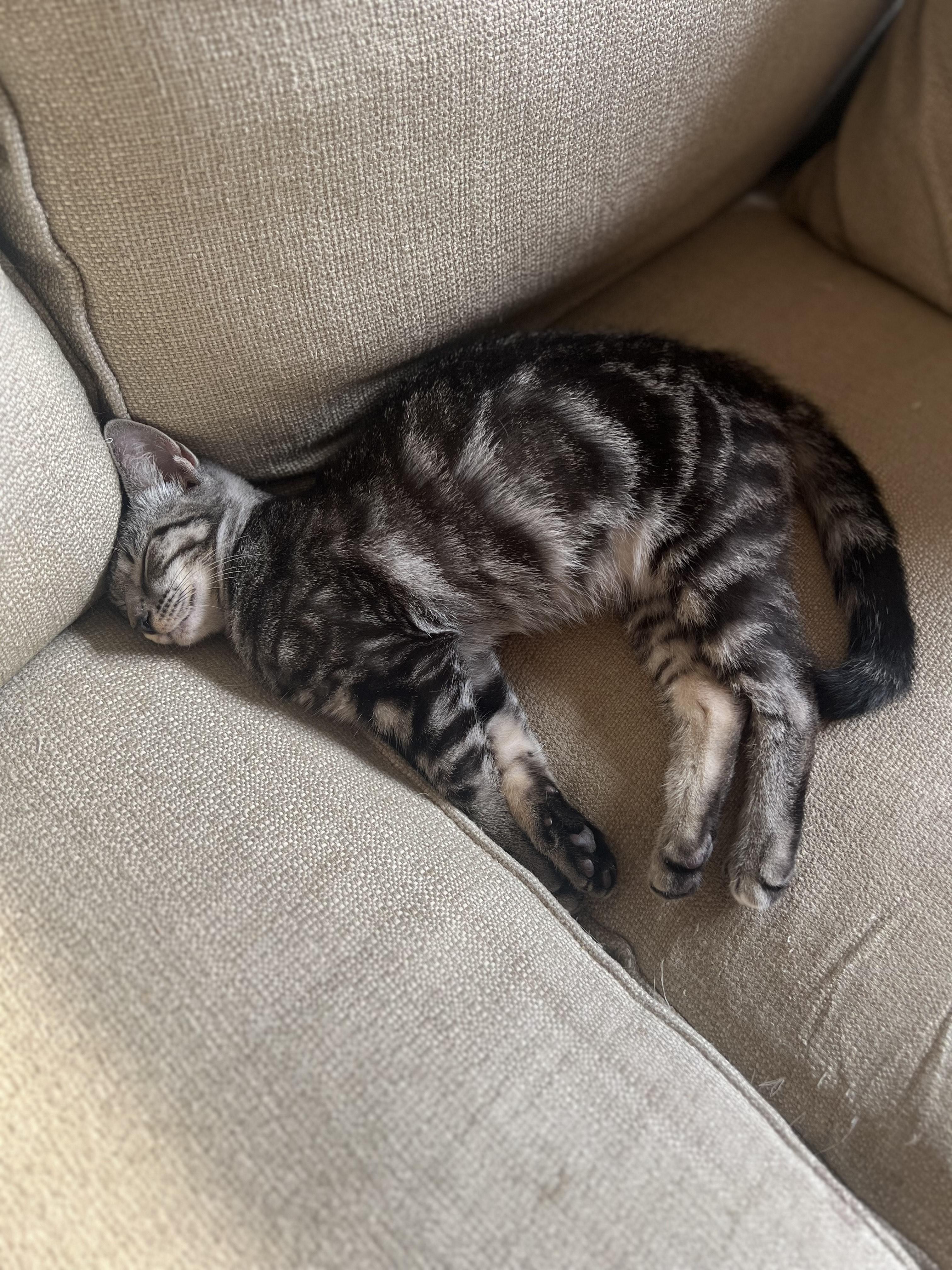 CORBY - CURIOUS SWEET PEA