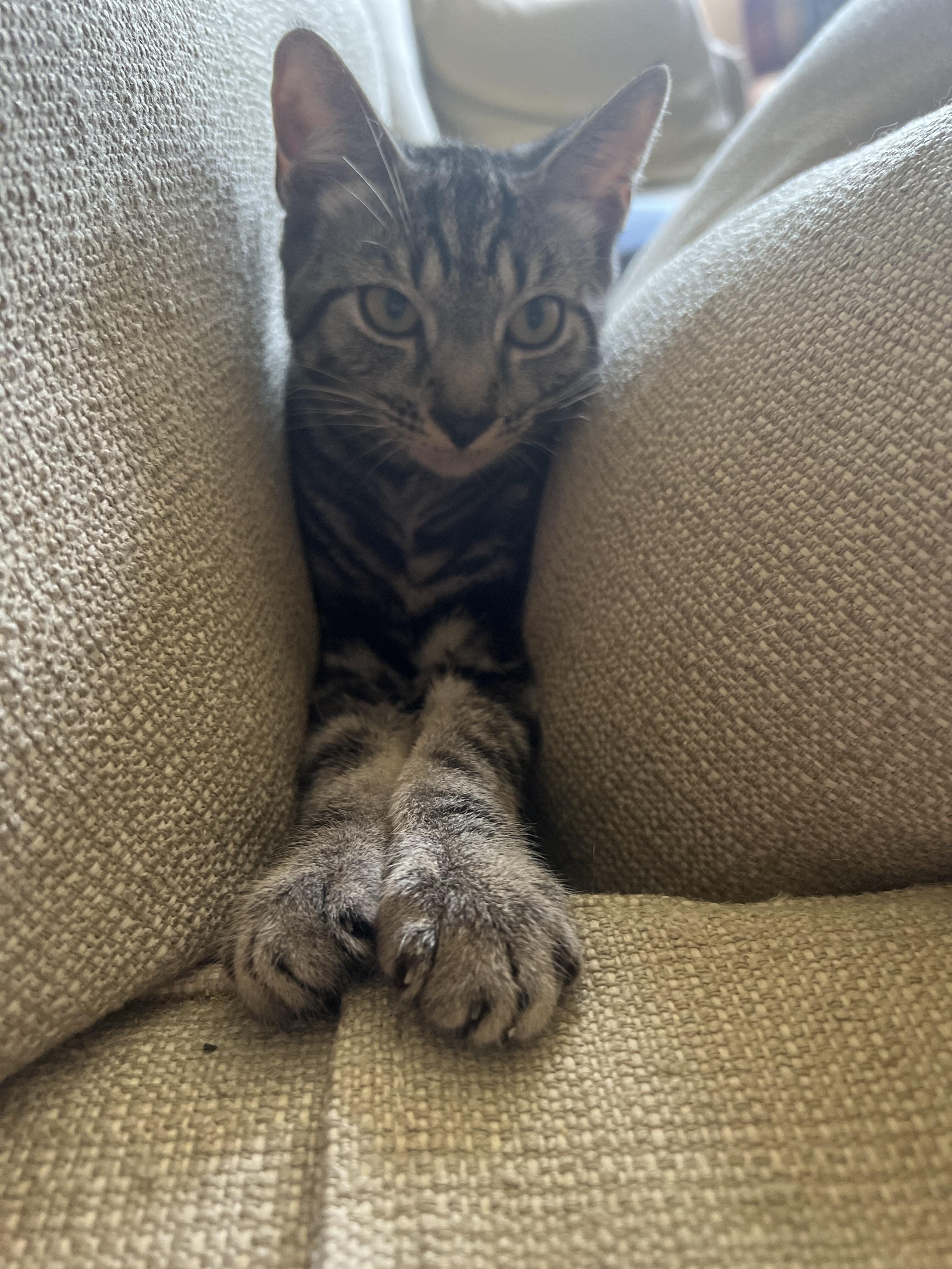 CORBY - CURIOUS SWEET PEA