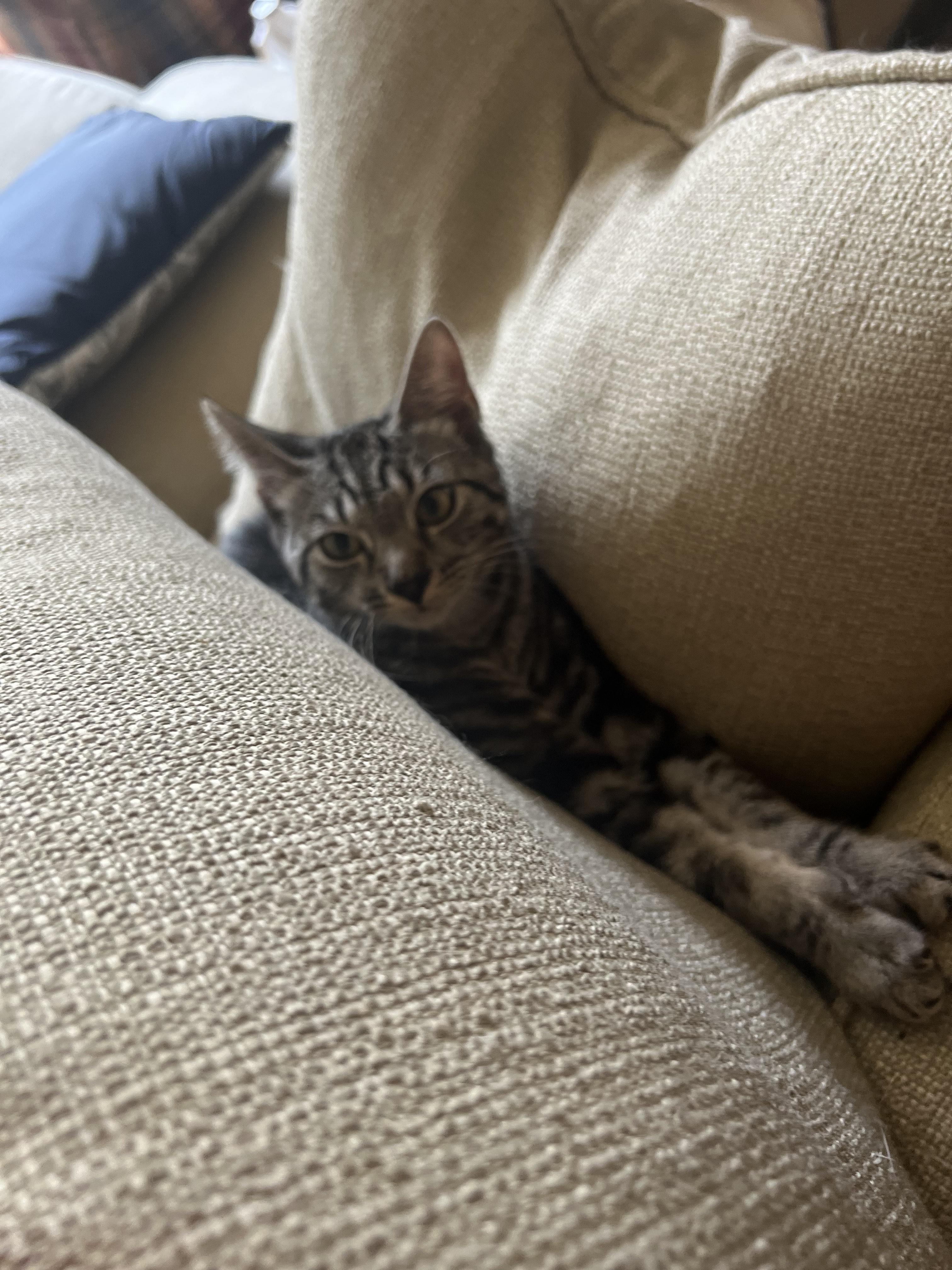 CORBY - CURIOUS SWEET PEA