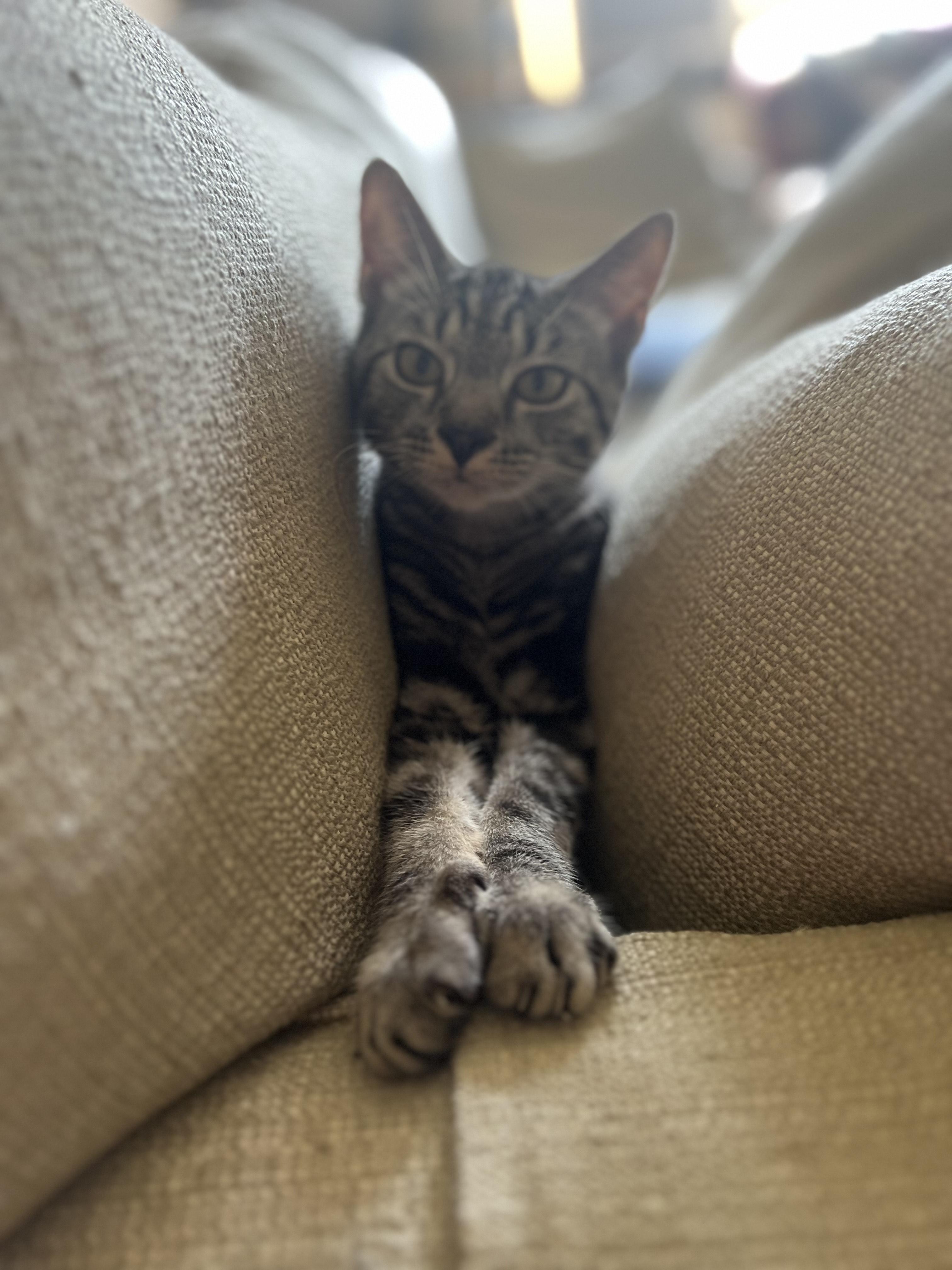 CORBY - CURIOUS SWEET PEA