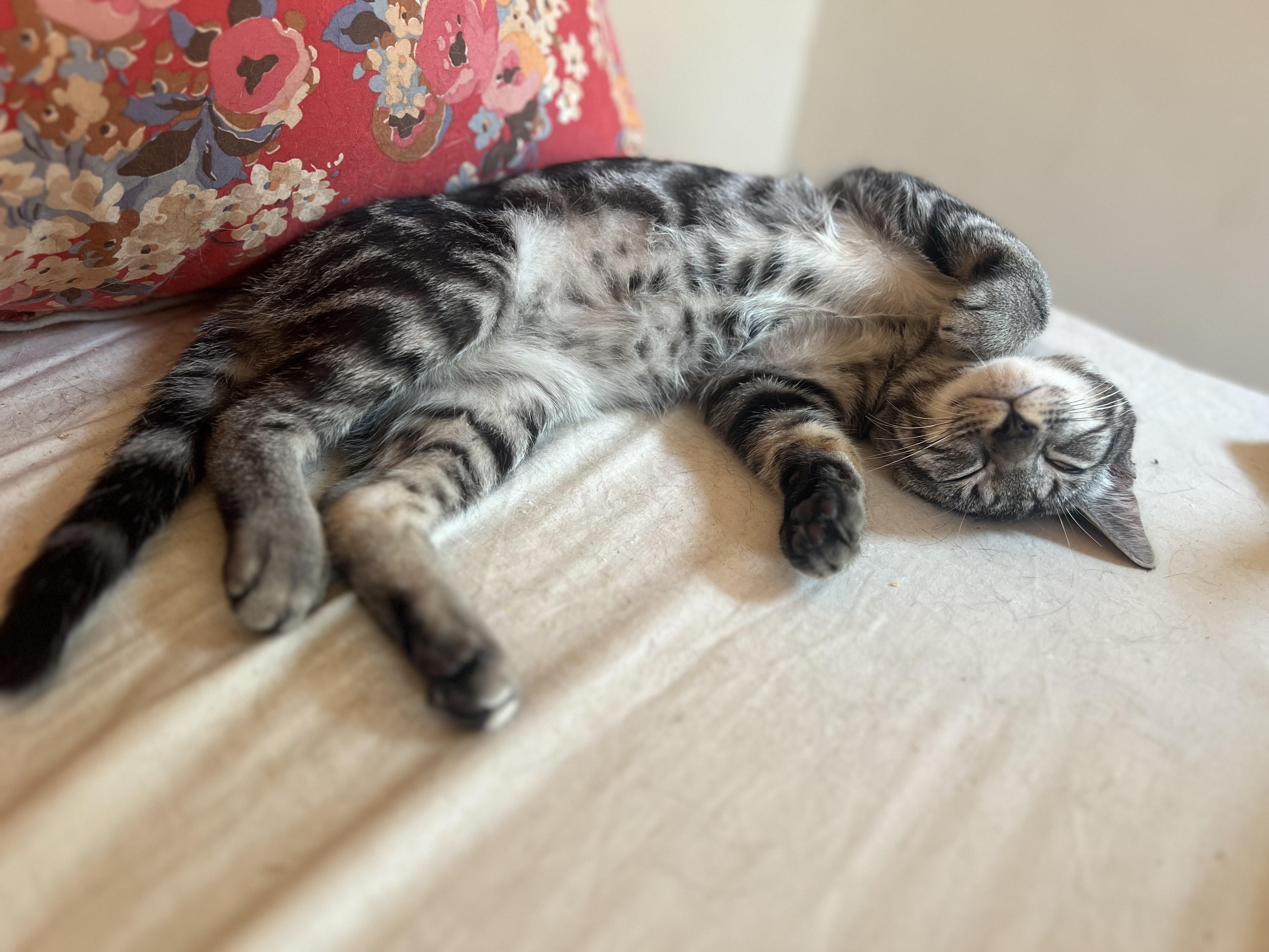 CORBY - CURIOUS SWEET PEA