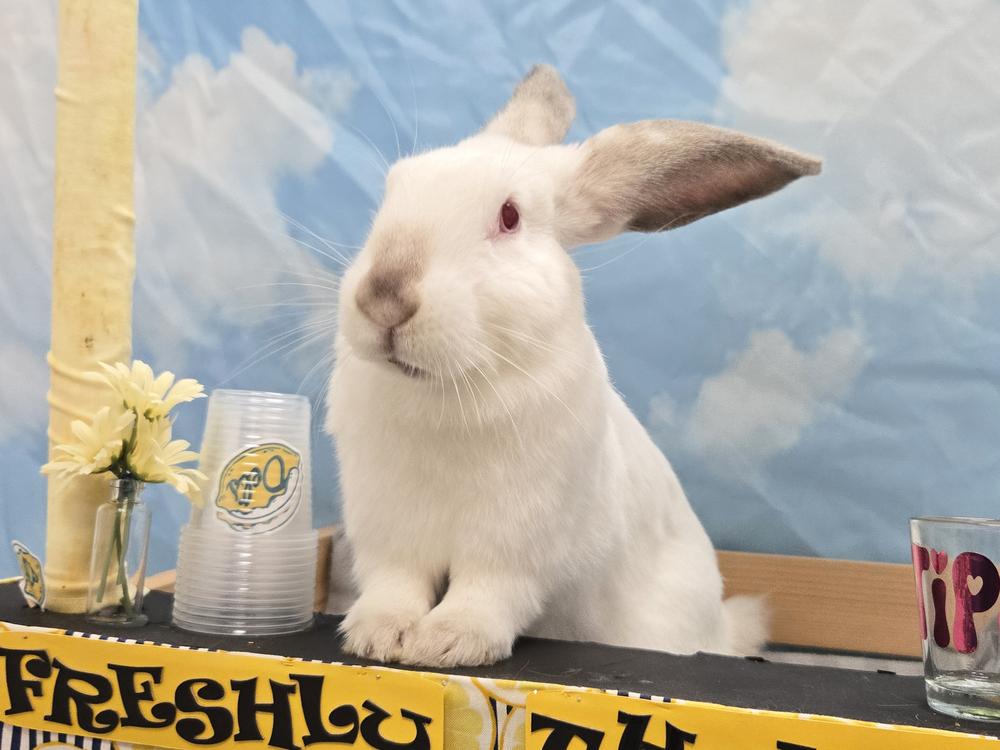 Enlarge Jennika, a Adoptable Californian in Westford, MA image 2/6