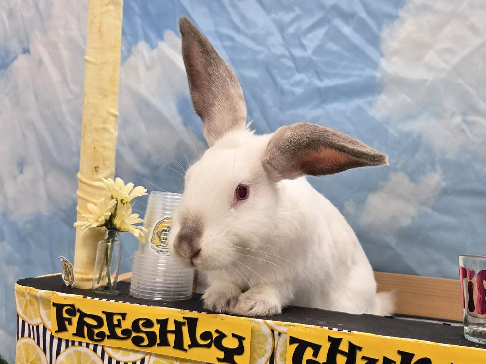 Enlarge Jennika, a Adoptable Californian in Westford, MA image 3/6