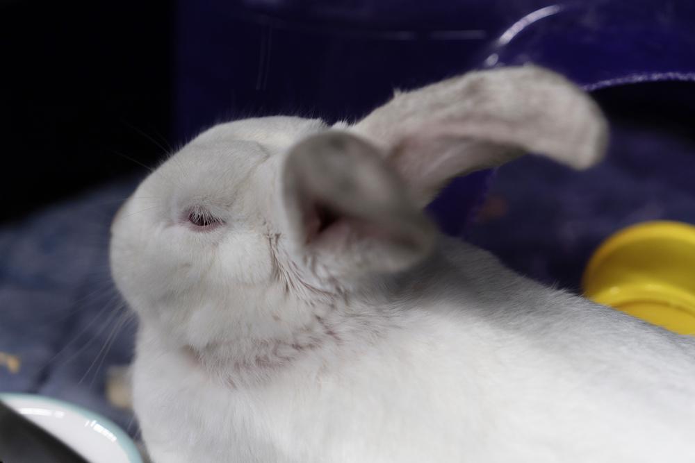 Enlarge Jennika, a Adoptable Californian in Westford, MA image 4/6