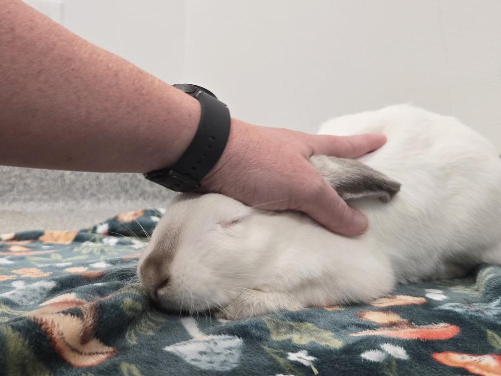 Enlarge Jennika, a Adoptable Californian in Westford, MA image 4/6