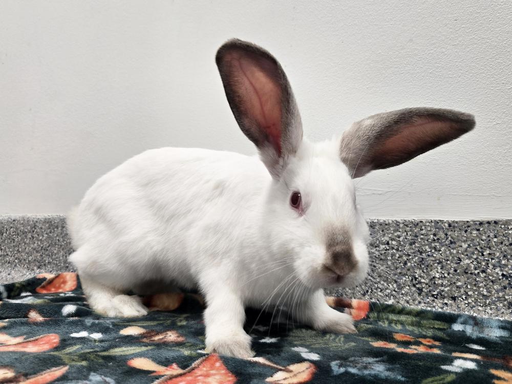 Enlarge Jennika, a Adoptable Californian in Westford, MA image 5/6