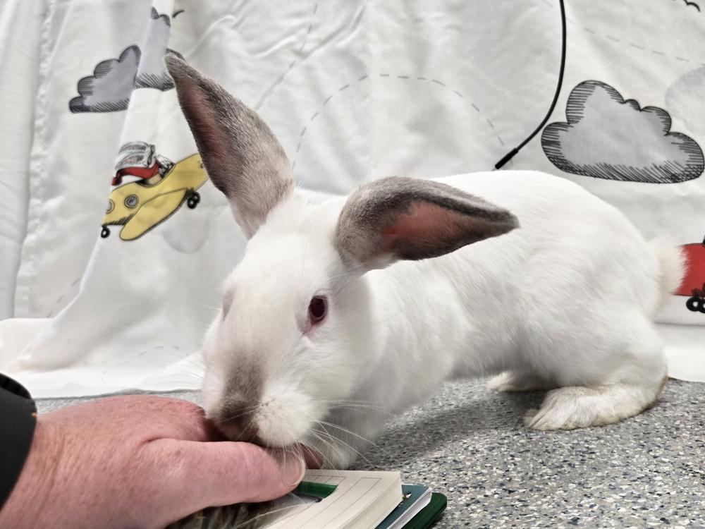Enlarge Jennika, a Adoptable Californian in Westford, MA image 6/6