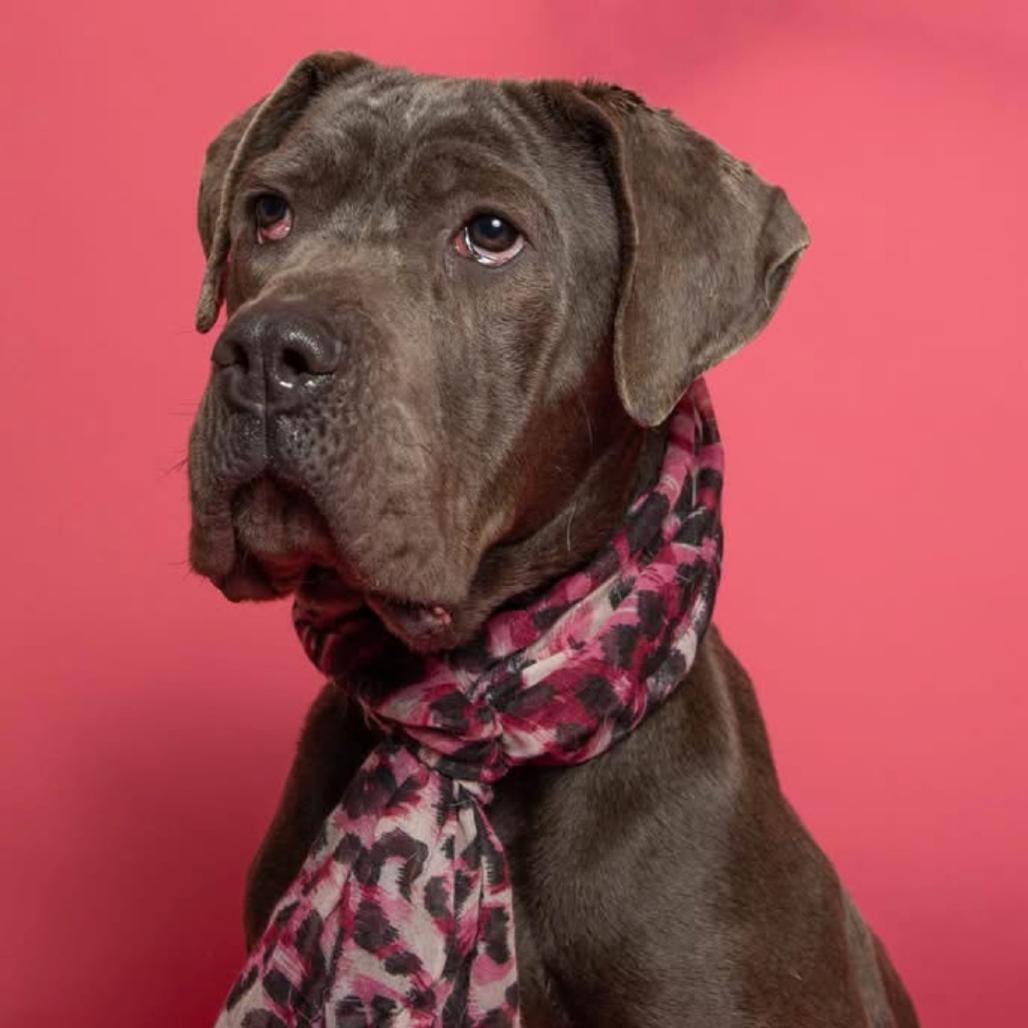 Misty, Adoptable, Adult Female Cane Corso.