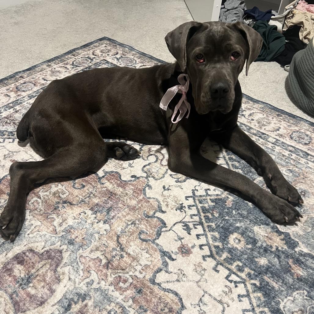 Enlarge Misty, a Adoptable Cane Corso in manchester, PA image 2/6