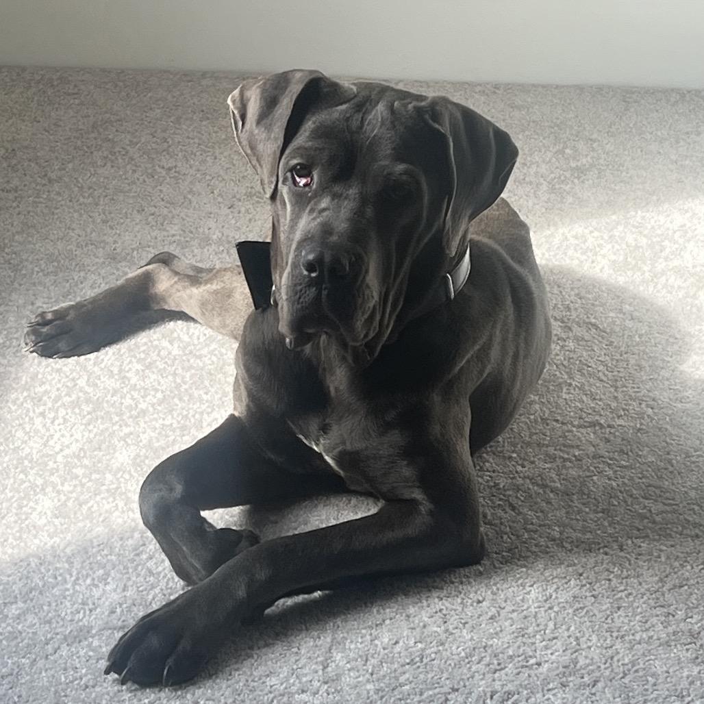 Enlarge Misty, a Adoptable Cane Corso in manchester, PA image 3/6