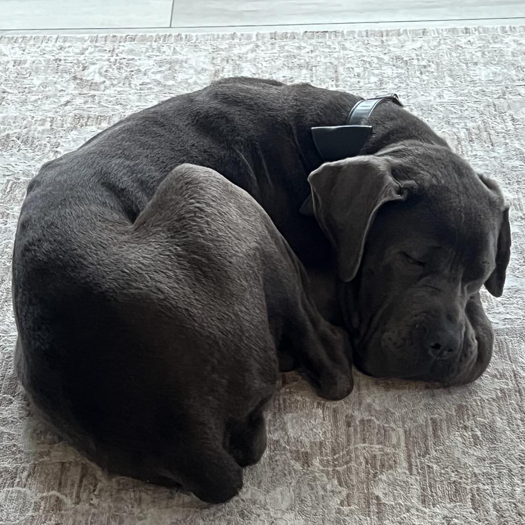 Enlarge Misty, a Adoptable Cane Corso in manchester, PA image 4/6