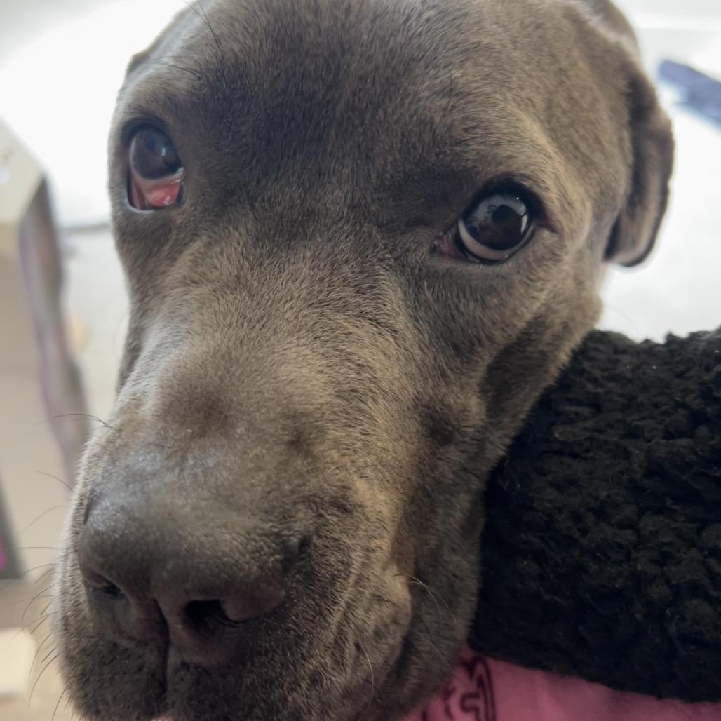 Enlarge Misty, a Adoptable Cane Corso in manchester, PA image 5/6