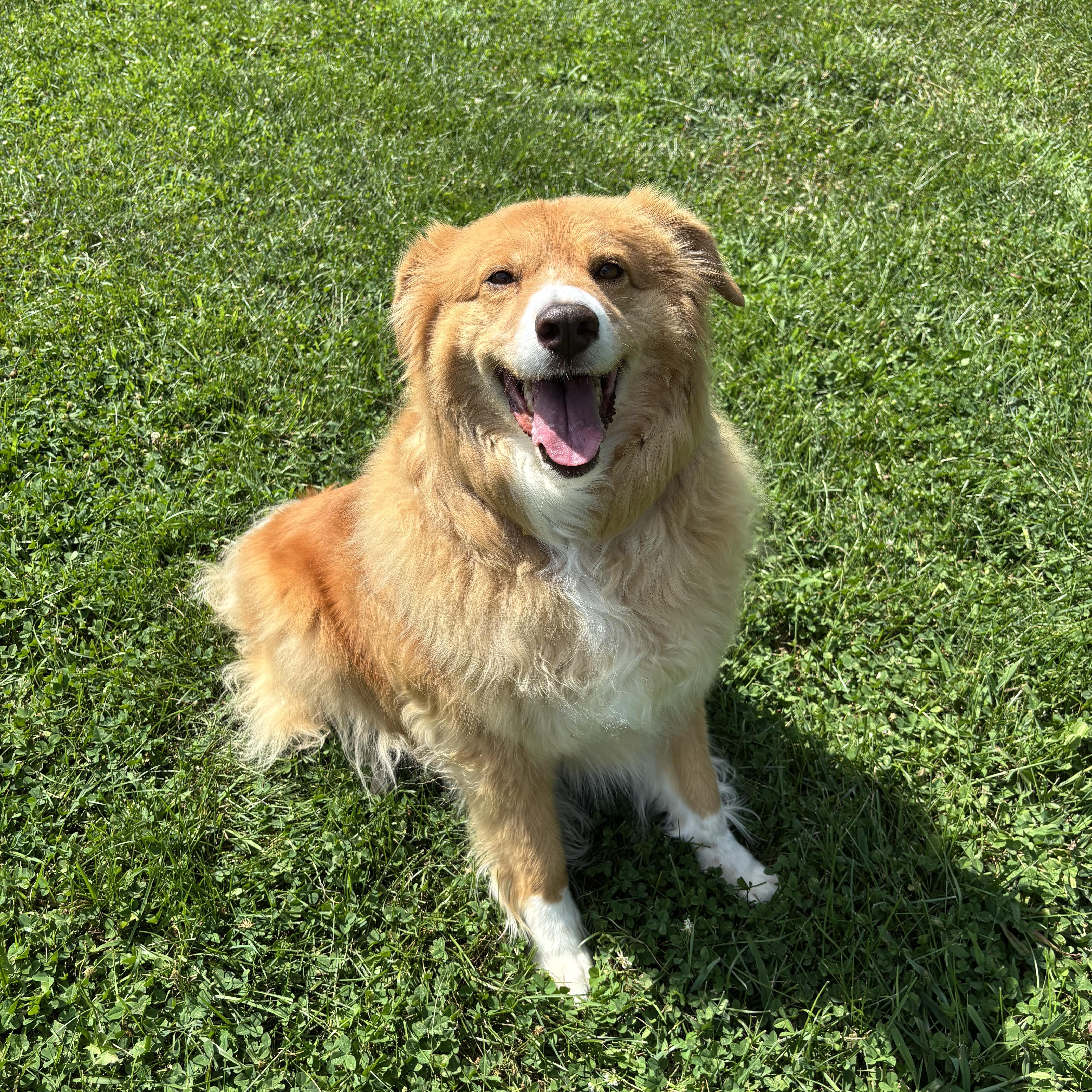 COURTESY POST - Bubbles - McHenry, IL