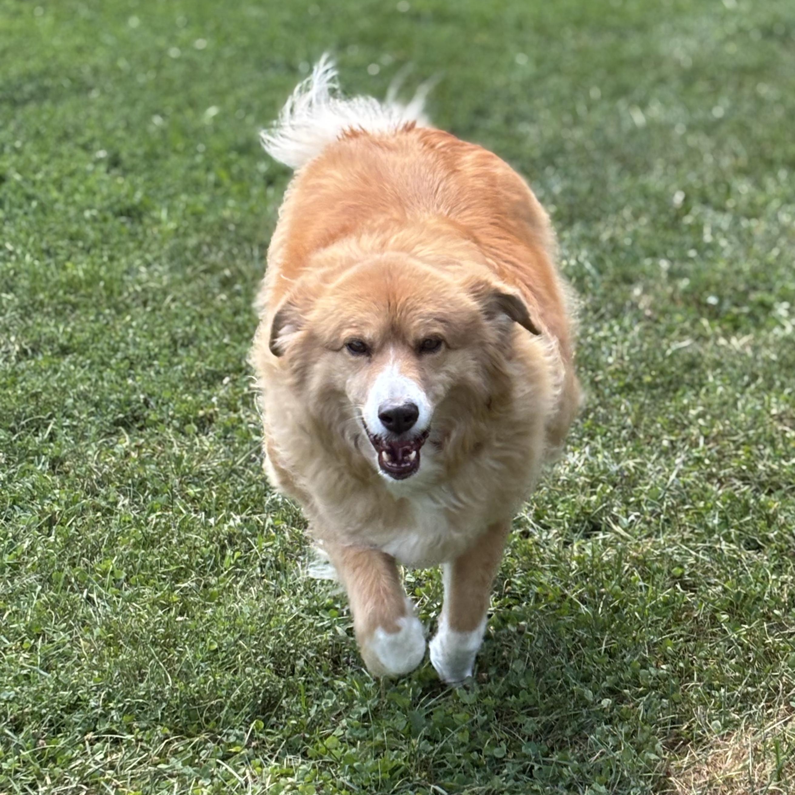 COURTESY POST - Bubbles - McHenry, IL