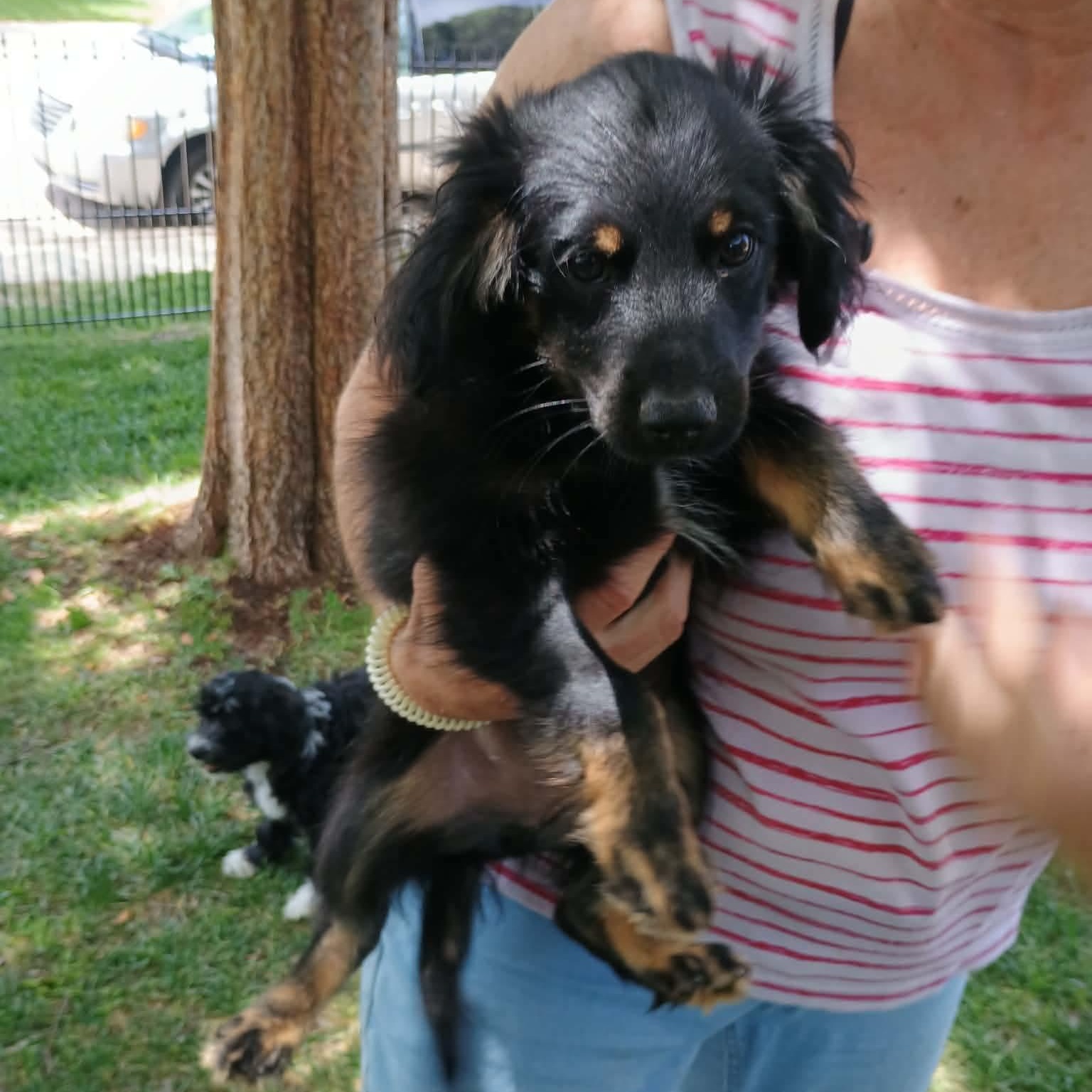 Enlarge Dart, a Adoptable mixed breed in Princeton, NJ image 3/6