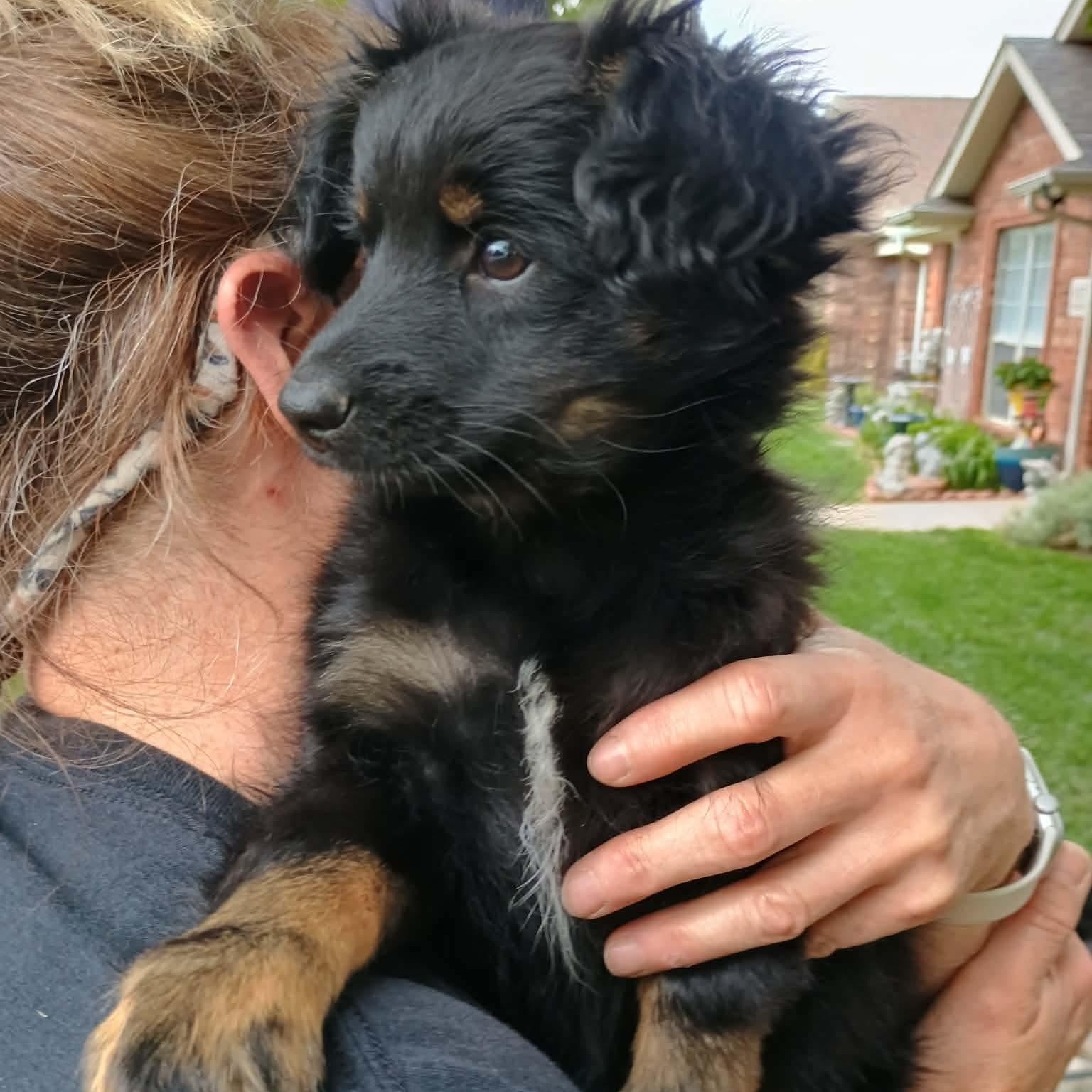 Dart, Adoptable, Puppy Male Shih Tzu & Poodle.