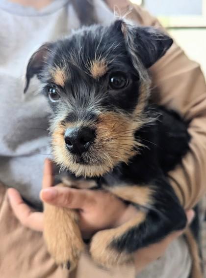 Enlarge Max, a Adoptable mixed breed in Portola, CA image 1/1