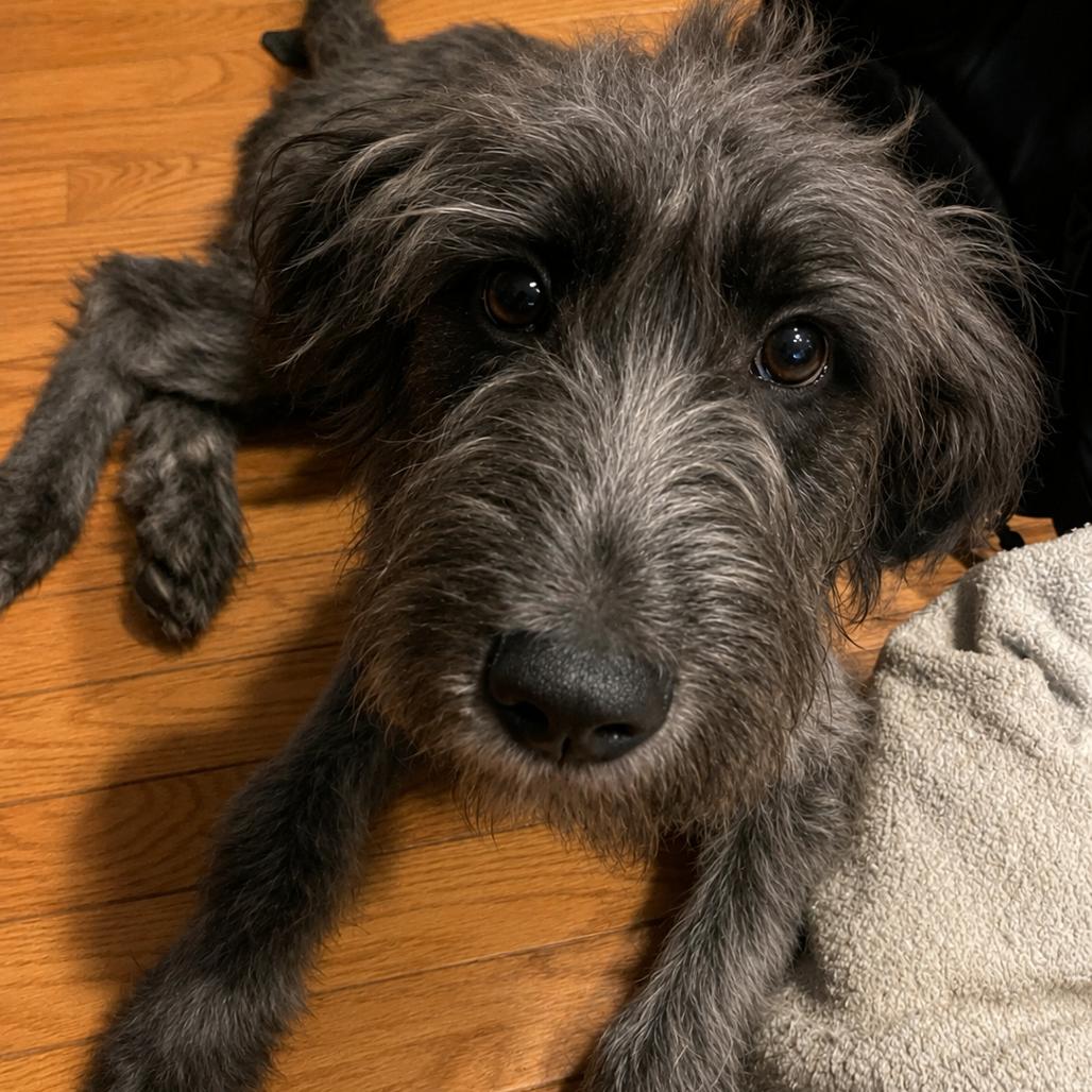 Standard Schnauzers for Adoption in Tallmadge, Ohio | Petfinder