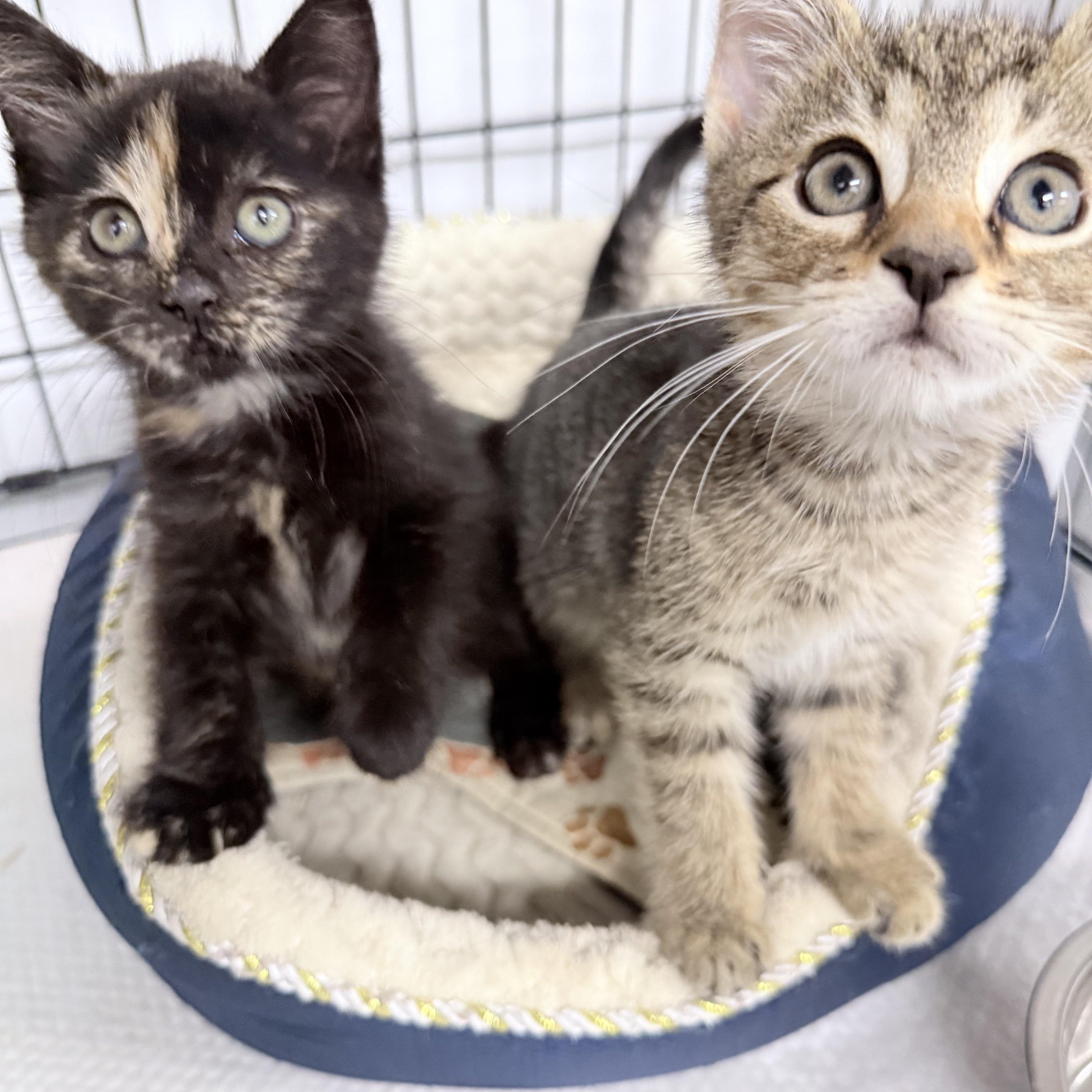 Lana  Tate  thumbnail 2