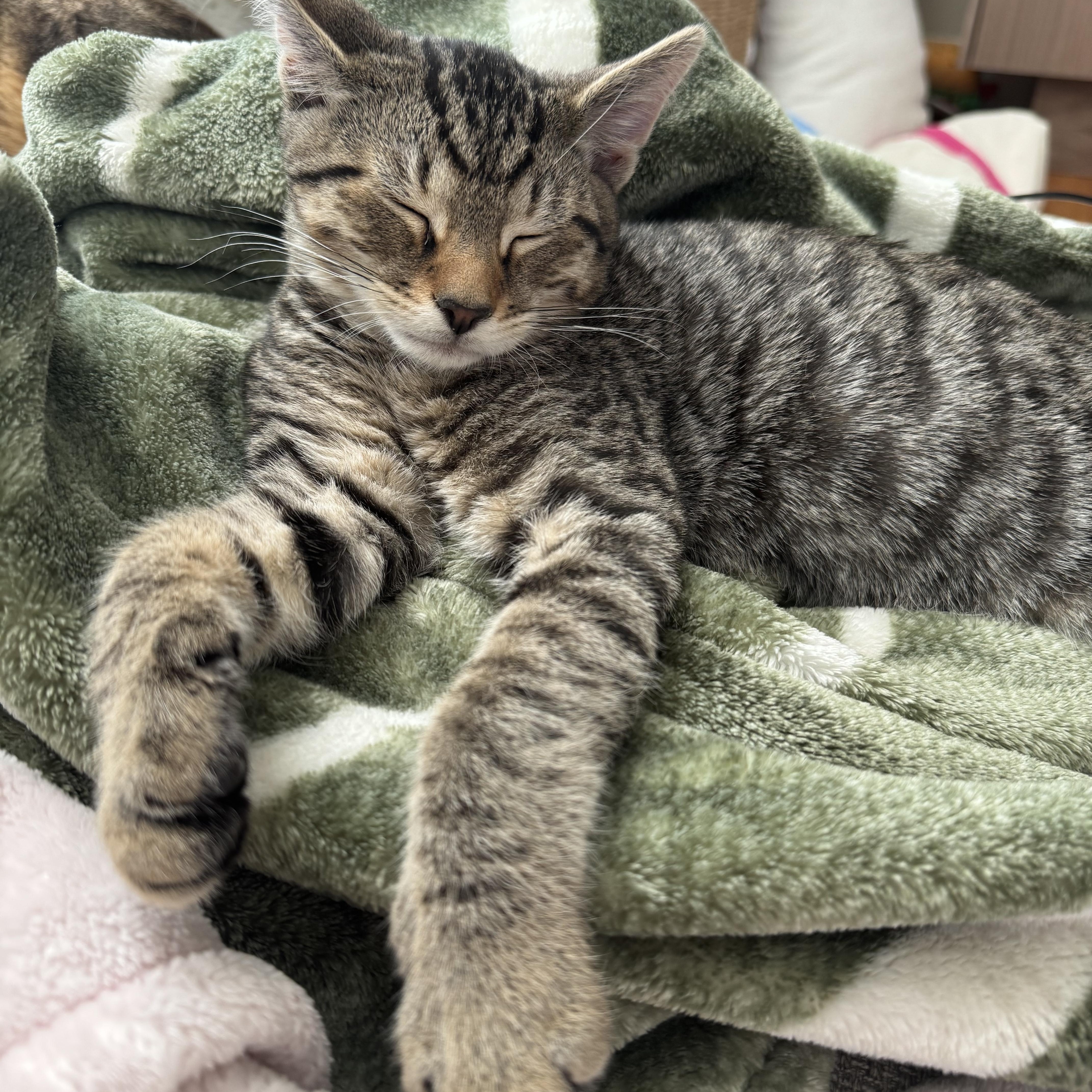 Lana  Tate  thumbnail 3