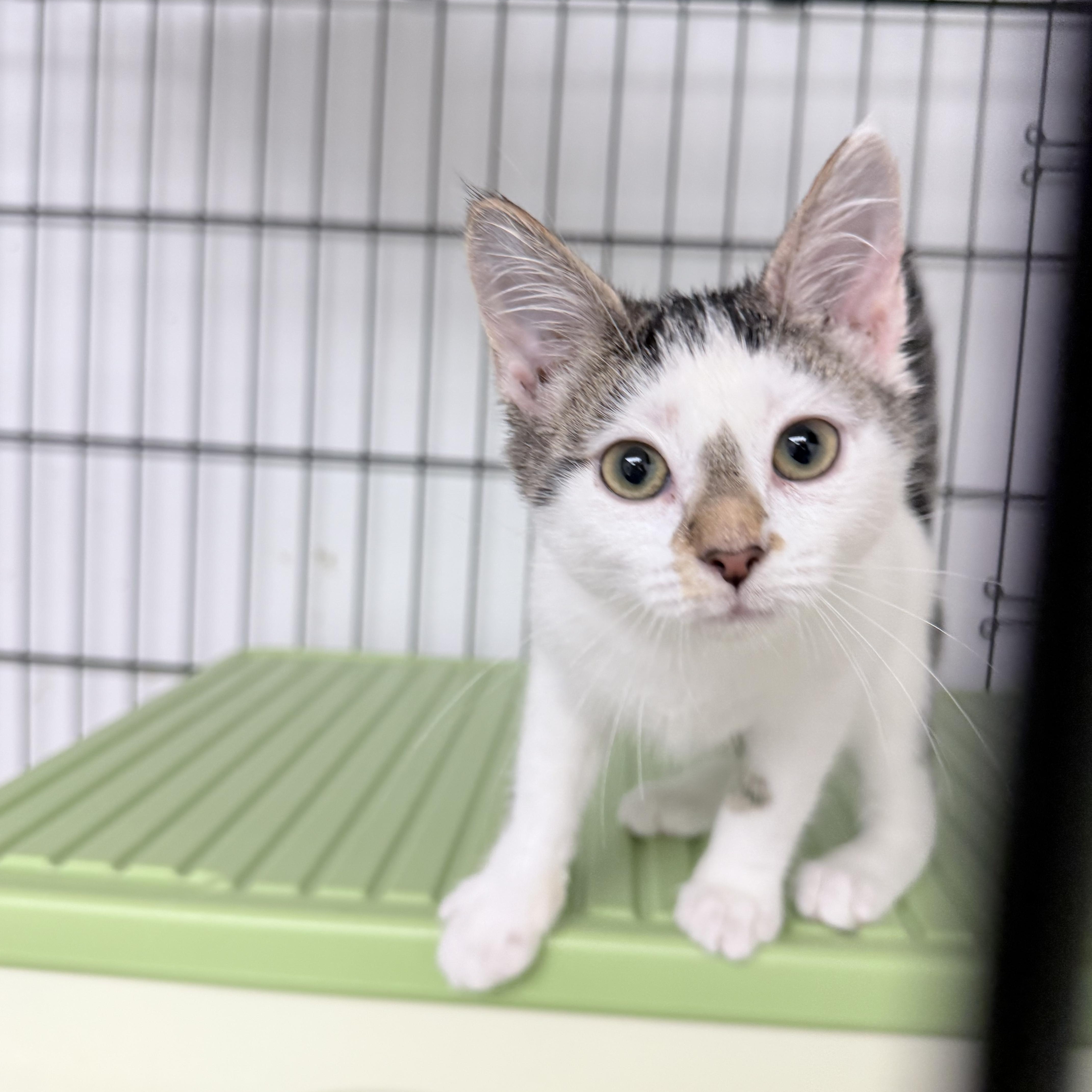 Lana  Tate  thumbnail 4