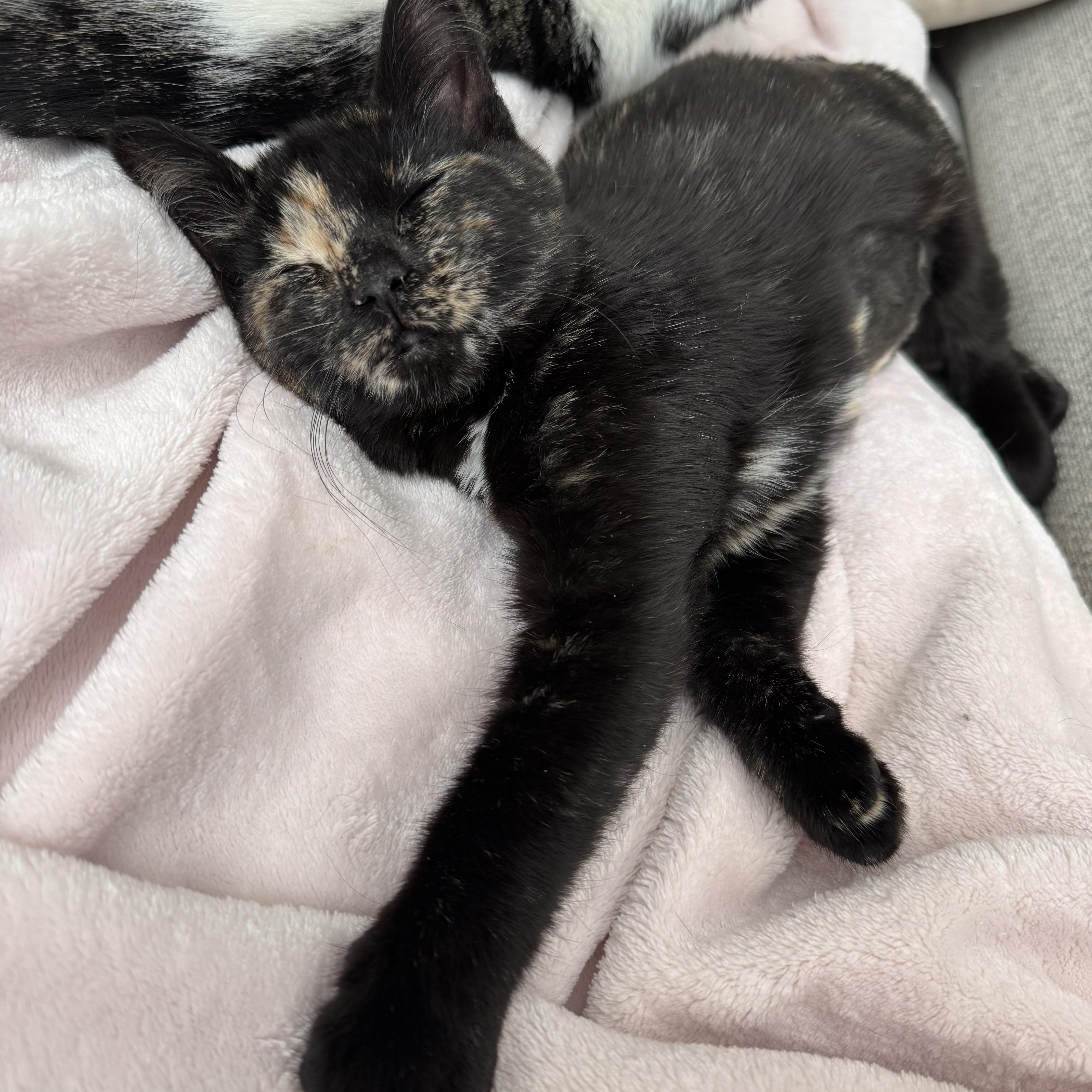 Lana  Tate  thumbnail 5