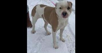 Enlarge Champ, a Adoptable American Staffordshire Terrier in Owenton, KY image 1/1