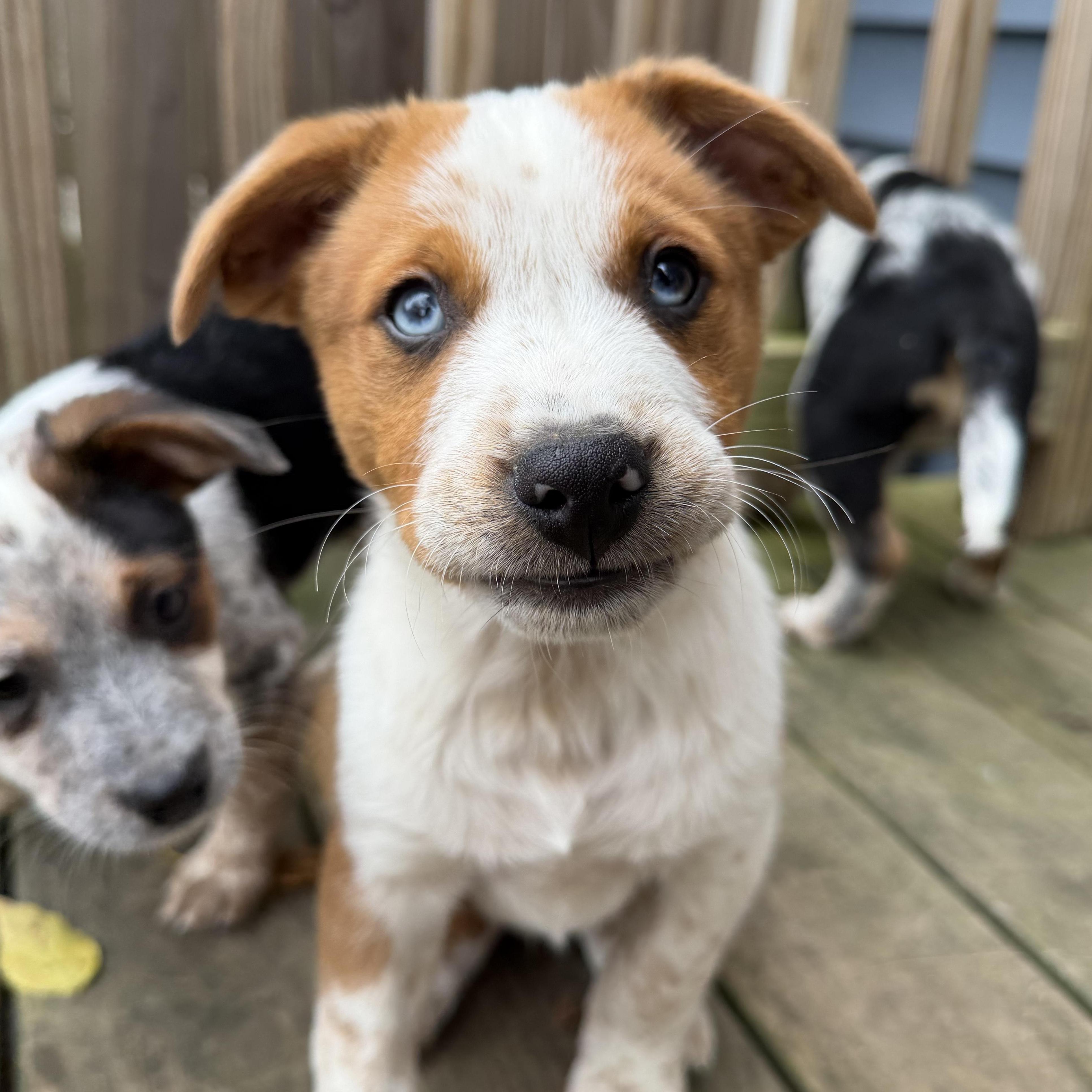 Ham, Adoptable, Puppy Male Australian Cattle Dog / Blue Heeler & Australian Shepherd.