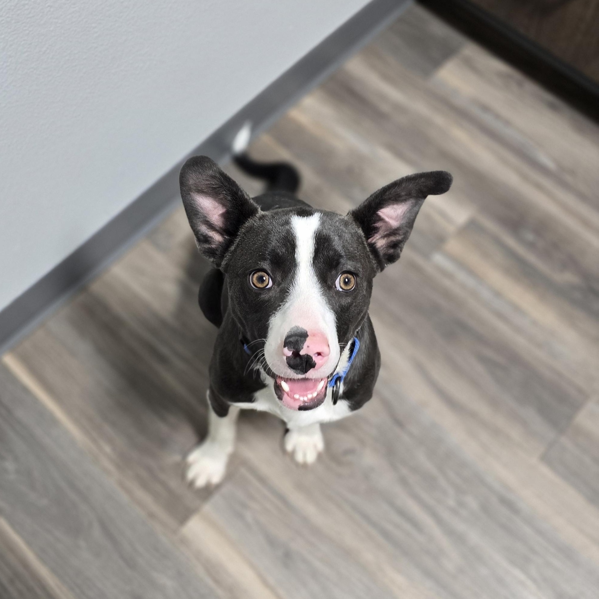 Enlarge Piper, a Adoptable mixed breed in Lubbock, TX image 2/4