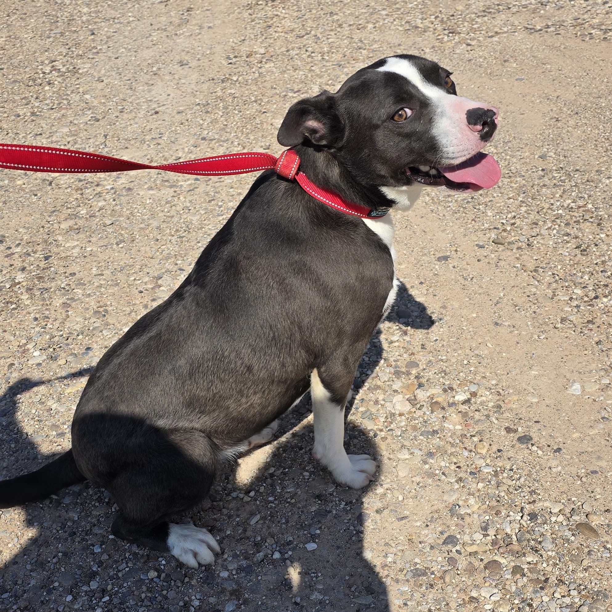 Enlarge Piper, a Adoptable mixed breed in Lubbock, TX image 3/4