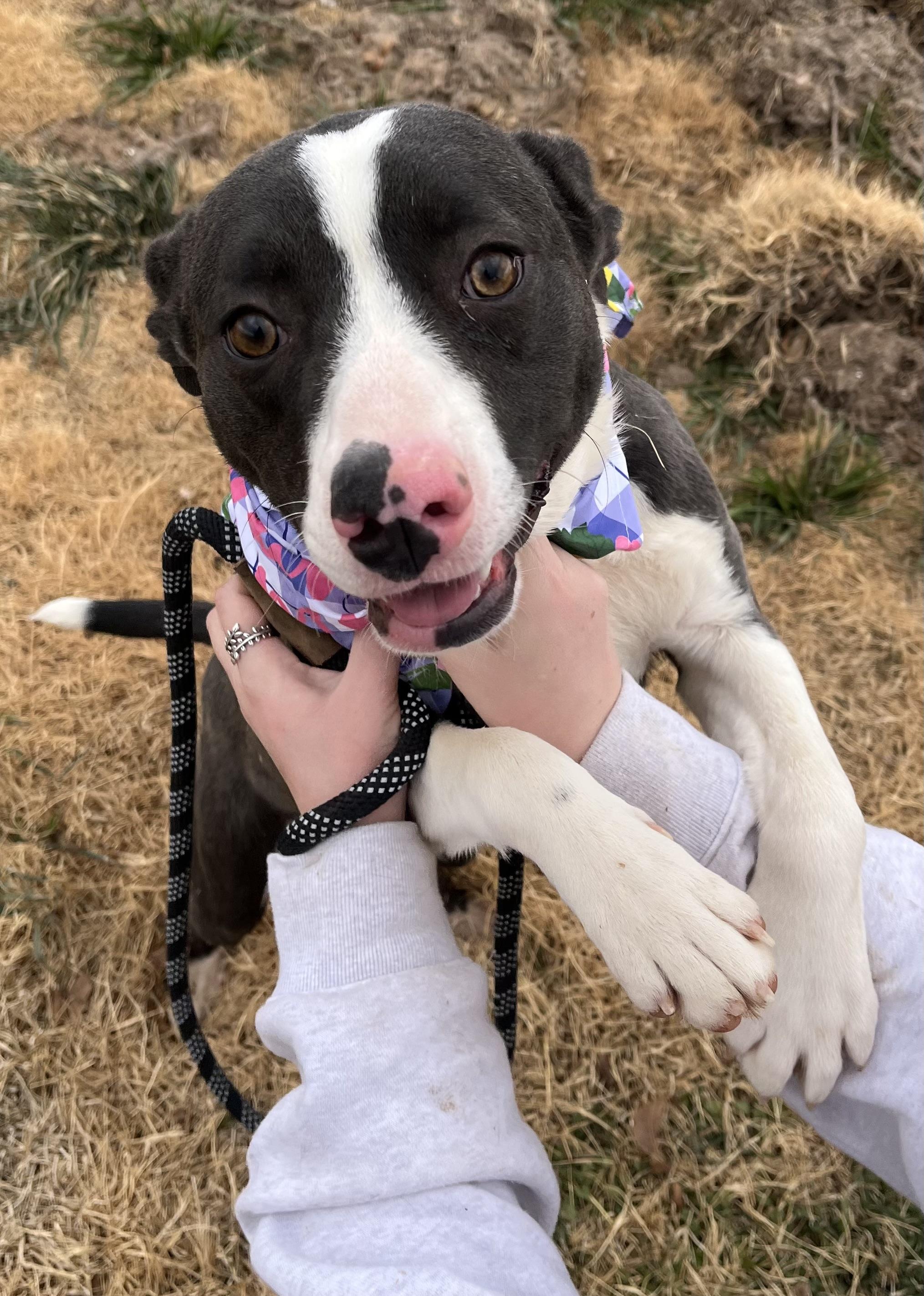 Enlarge Piper, a Adoptable mixed breed in Lubbock, TX image 4/4