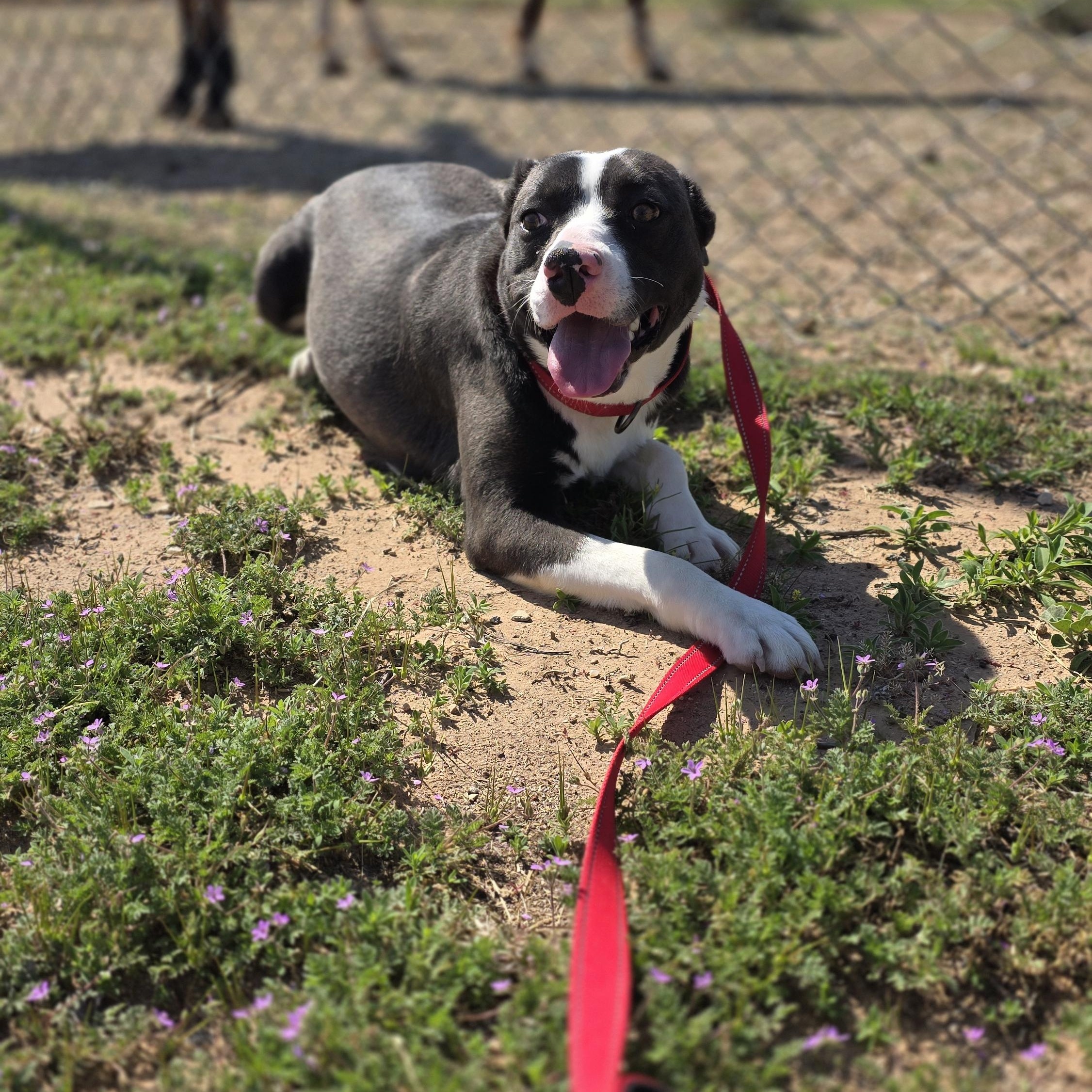 Enlarge Piper, a Adoptable mixed breed in Lubbock, TX image 1/4