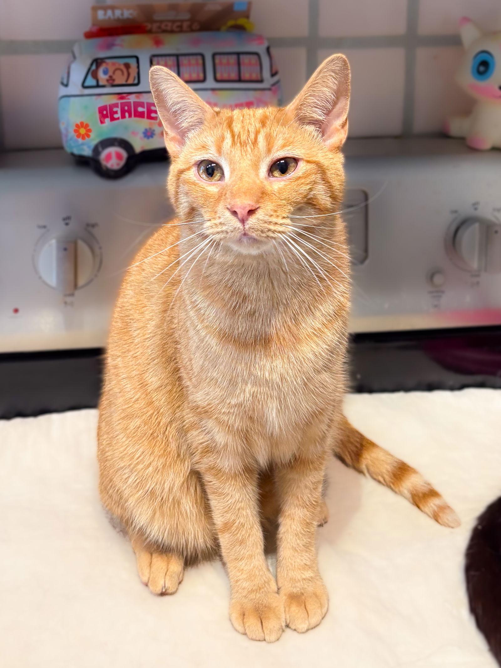 Mr. Peabody, Adoptable, Adult Male Tabby & Domestic Short Hair.