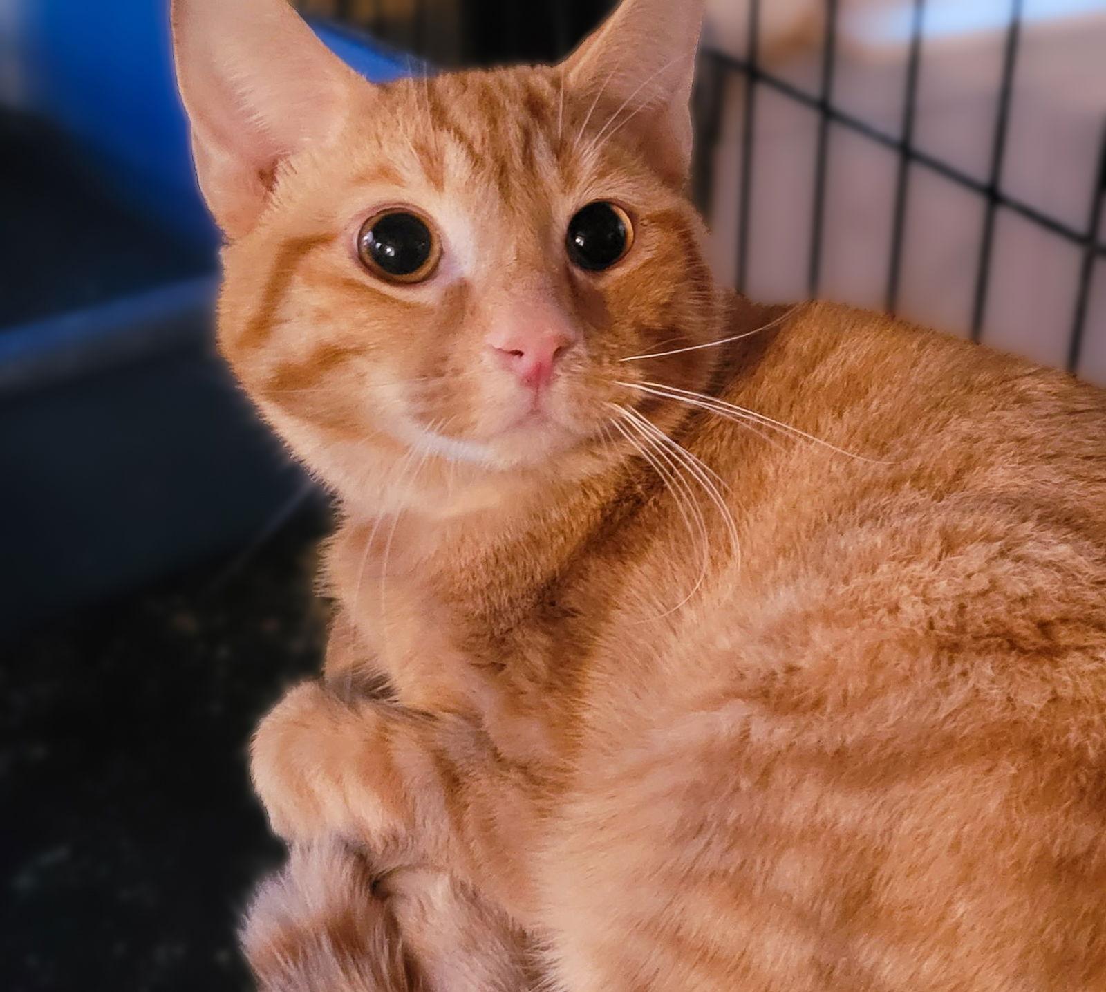 Mr. Peabody, a Adoptable mixed breed in Dublin, OH image 2/3