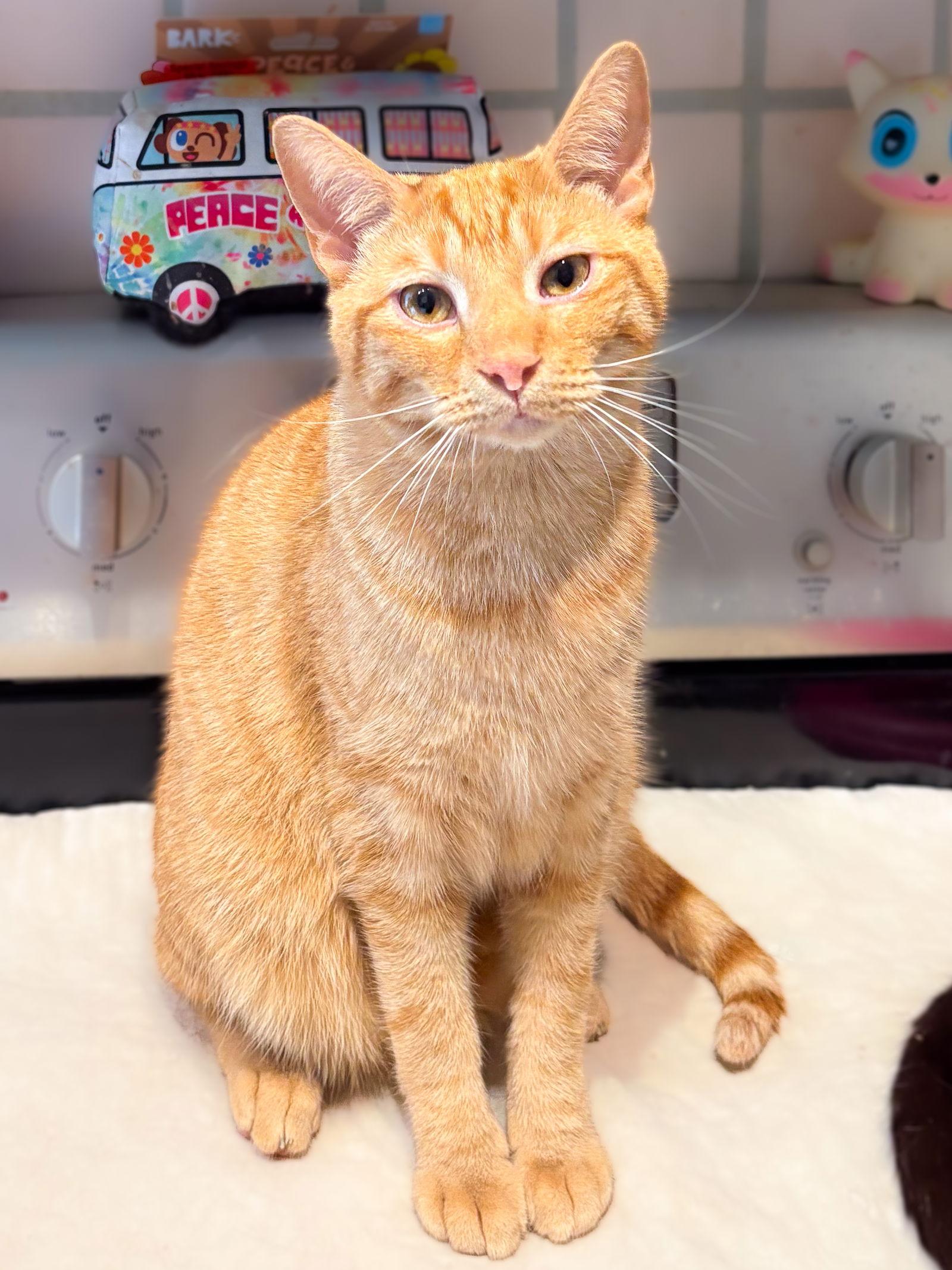 Mr. Peabody, a Adoptable mixed breed in Dublin, OH image 3/3