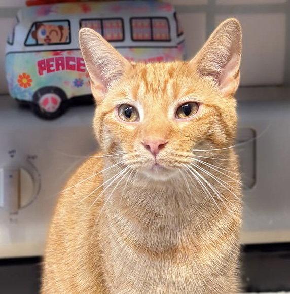 Enlarge Mr. Peabody, a Adopted mixed breed in Dublin, OH image 3/3