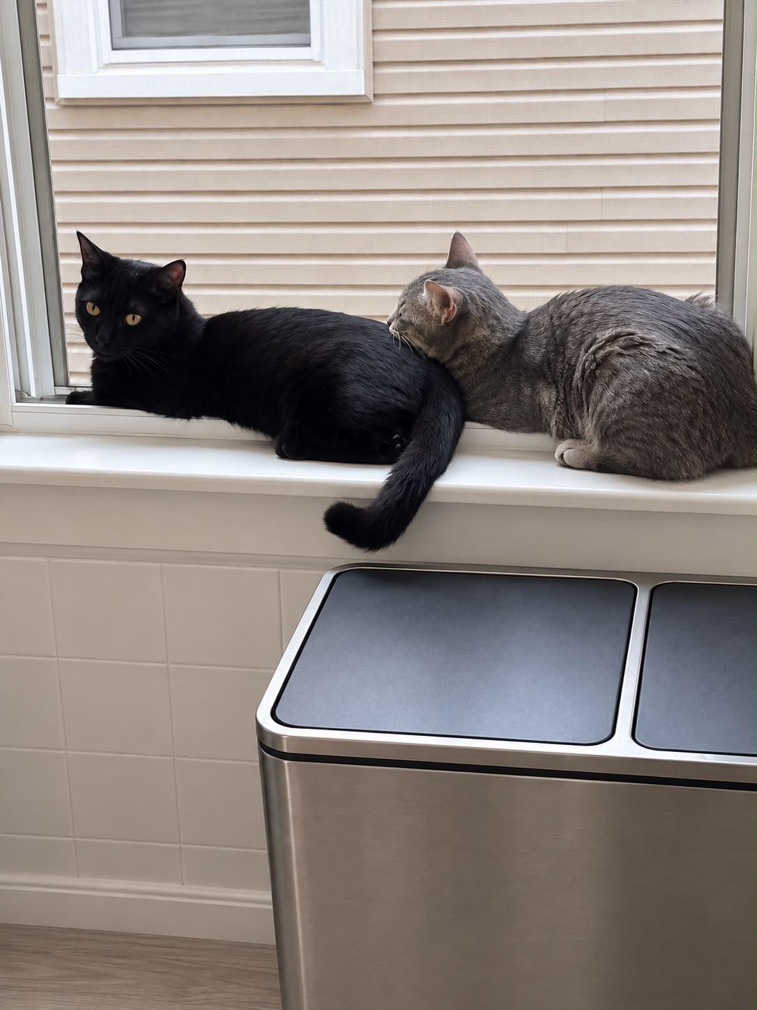 Enlarge Merle, a Adoptable American Shorthair in Highland Park, NJ image 3/5