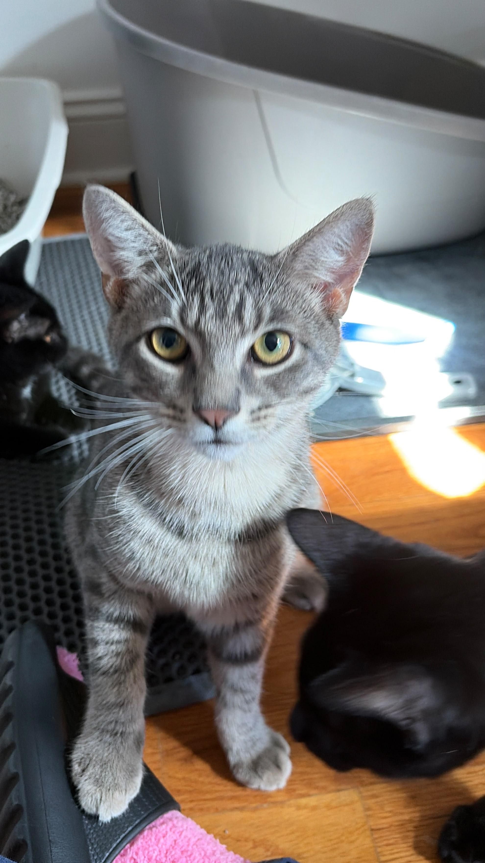Merle, Adoptable, Kitten Male American Shorthair.
