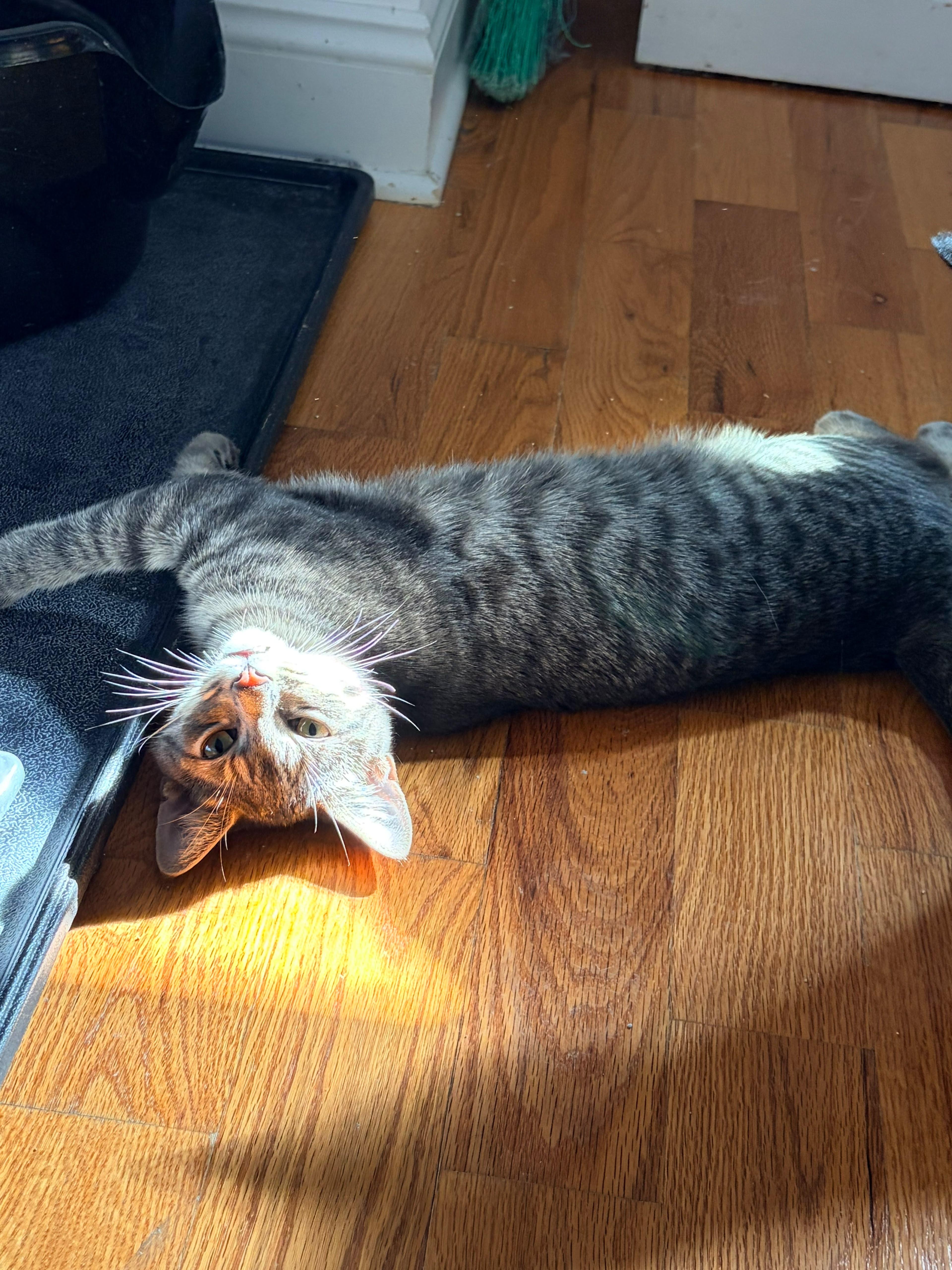 Enlarge Merle, a Adoptable American Shorthair in Highland Park, NJ image 5/5