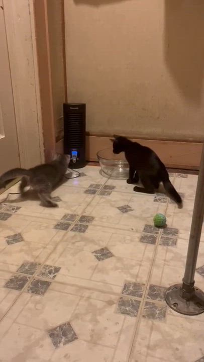 Enlarge Merle, a Adoptable American Shorthair in Highland Park, NJ video 2/5
