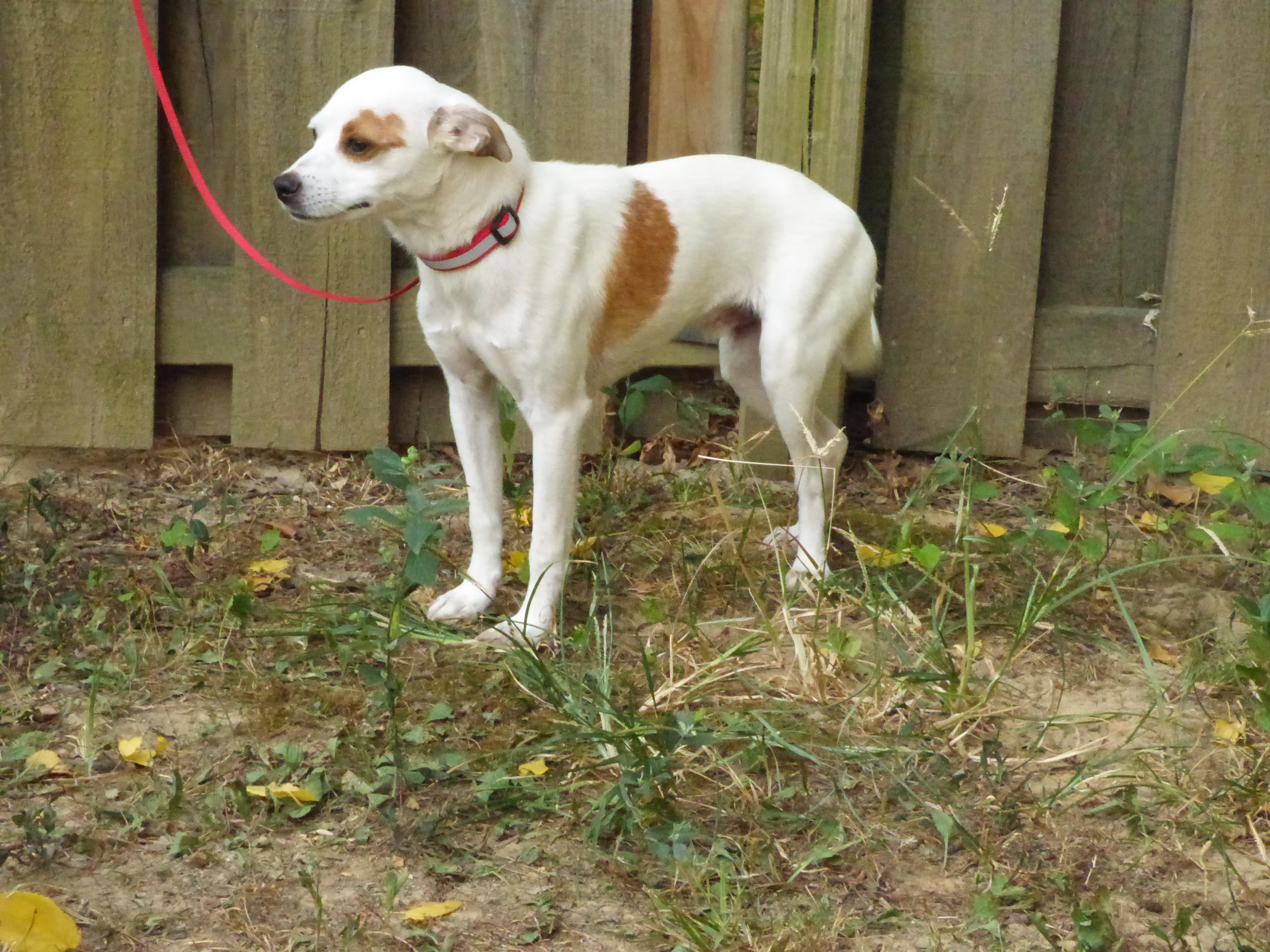 Enlarge Tigger, a Adoptable mixed breed in Medfield, MA image 4/5