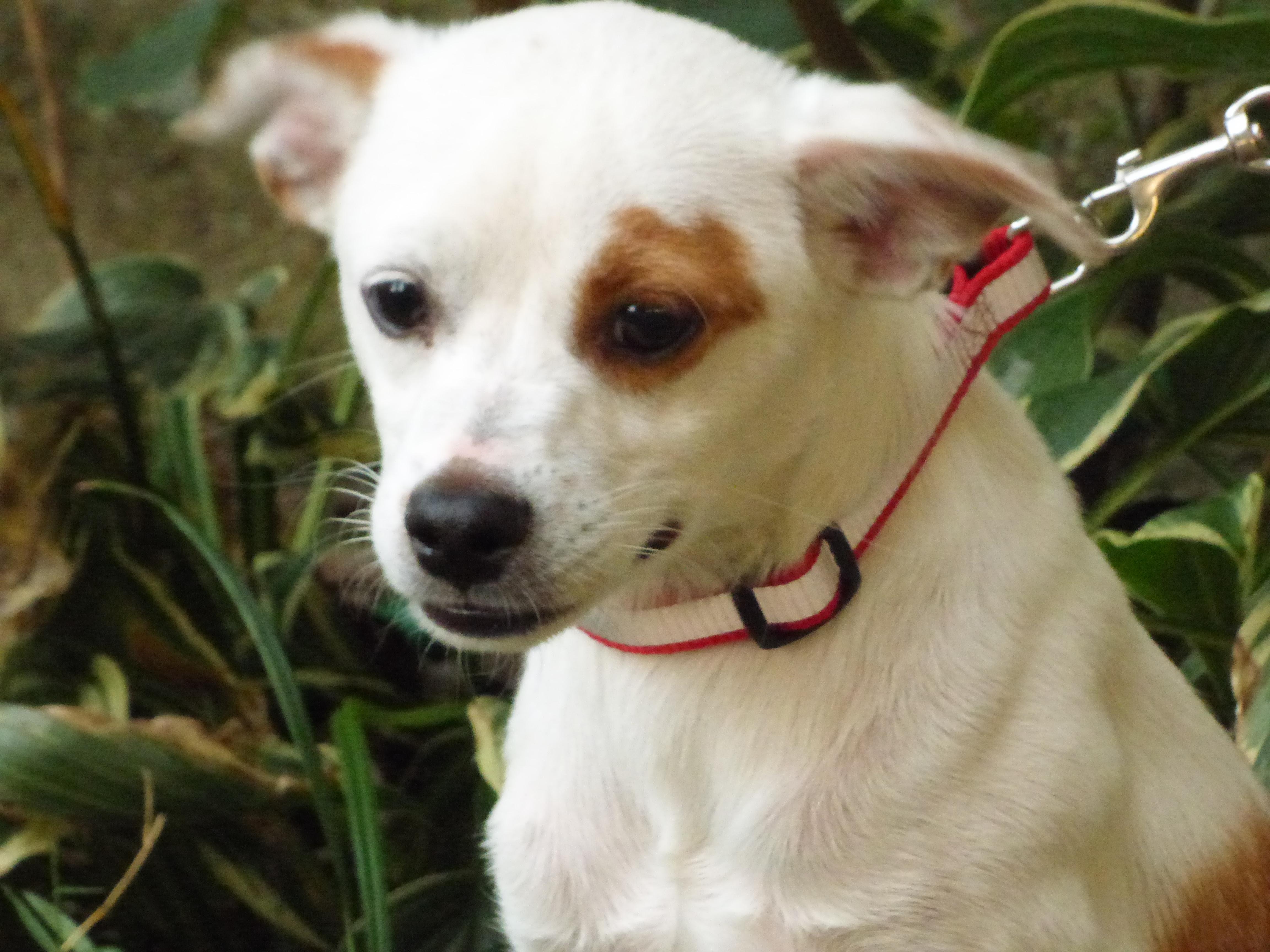 Enlarge Tigger, a Adoptable mixed breed in Medfield, MA image 5/5