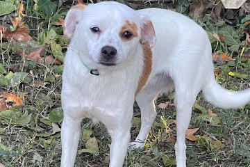 Tigger, Adoptable, Puppy Male Chihuahua & Terrier.