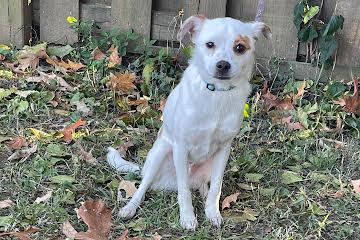 Enlarge Tigger, a Adoptable mixed breed in Medfield, MA image 2/5