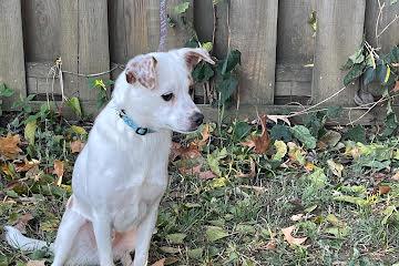 Enlarge Tigger, a Adoptable mixed breed in Medfield, MA image 3/5