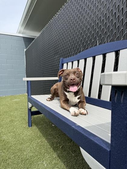 Chocolate Chip, Adoptable, Adult Female Mixed Breed & Mixed Breed.
