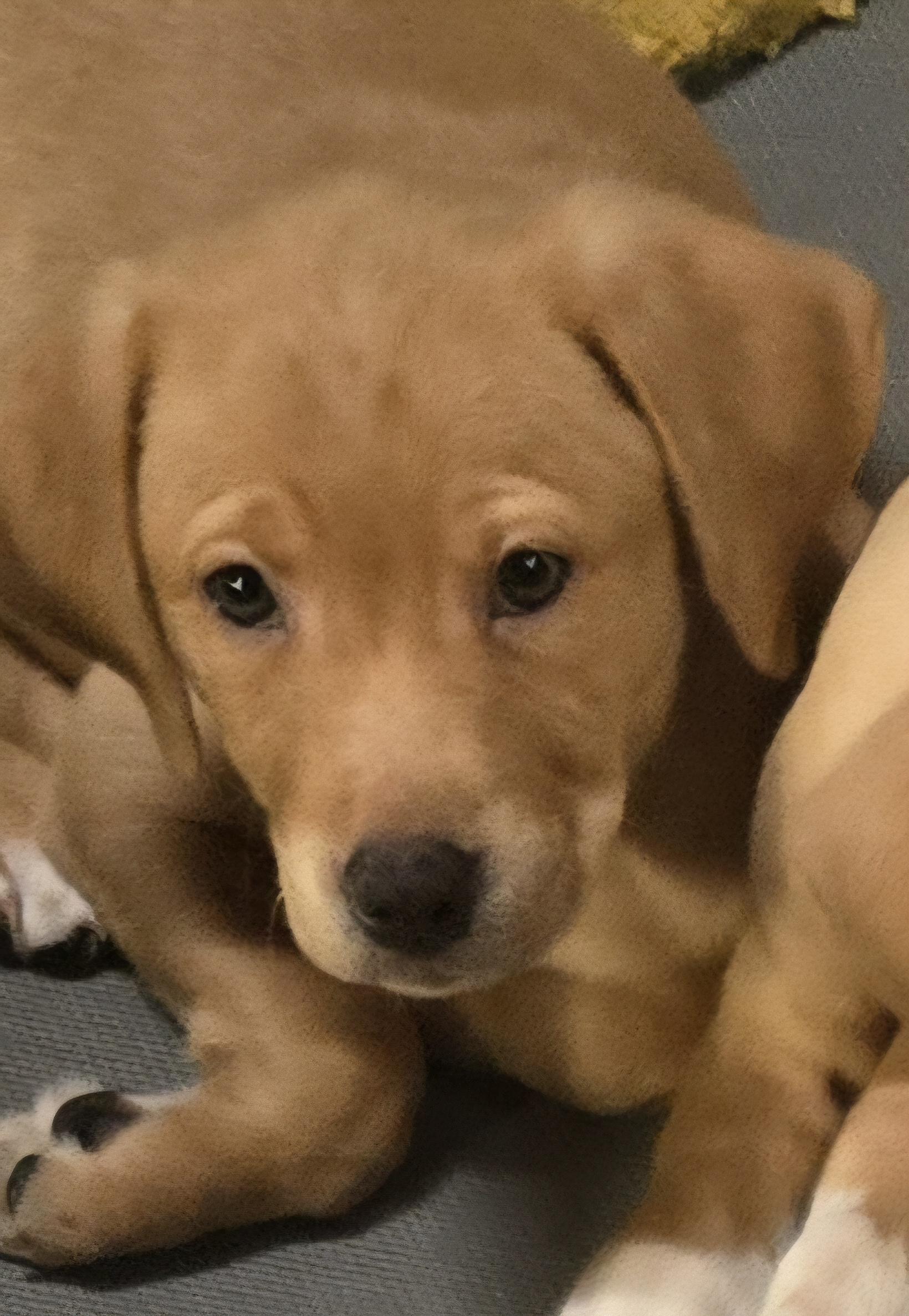 CIARA, a Adopted mixed breed in Byhalia, MS image 2/5