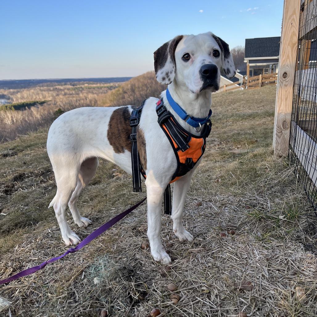 Lady, Adoptable, Adult Female Mixed Breed.