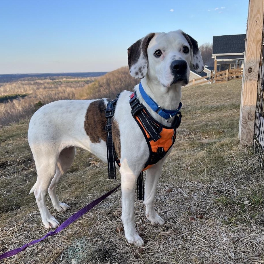 Enlarge Lady, a Adoptable mixed breed in Baltimore, MD image 1/6
